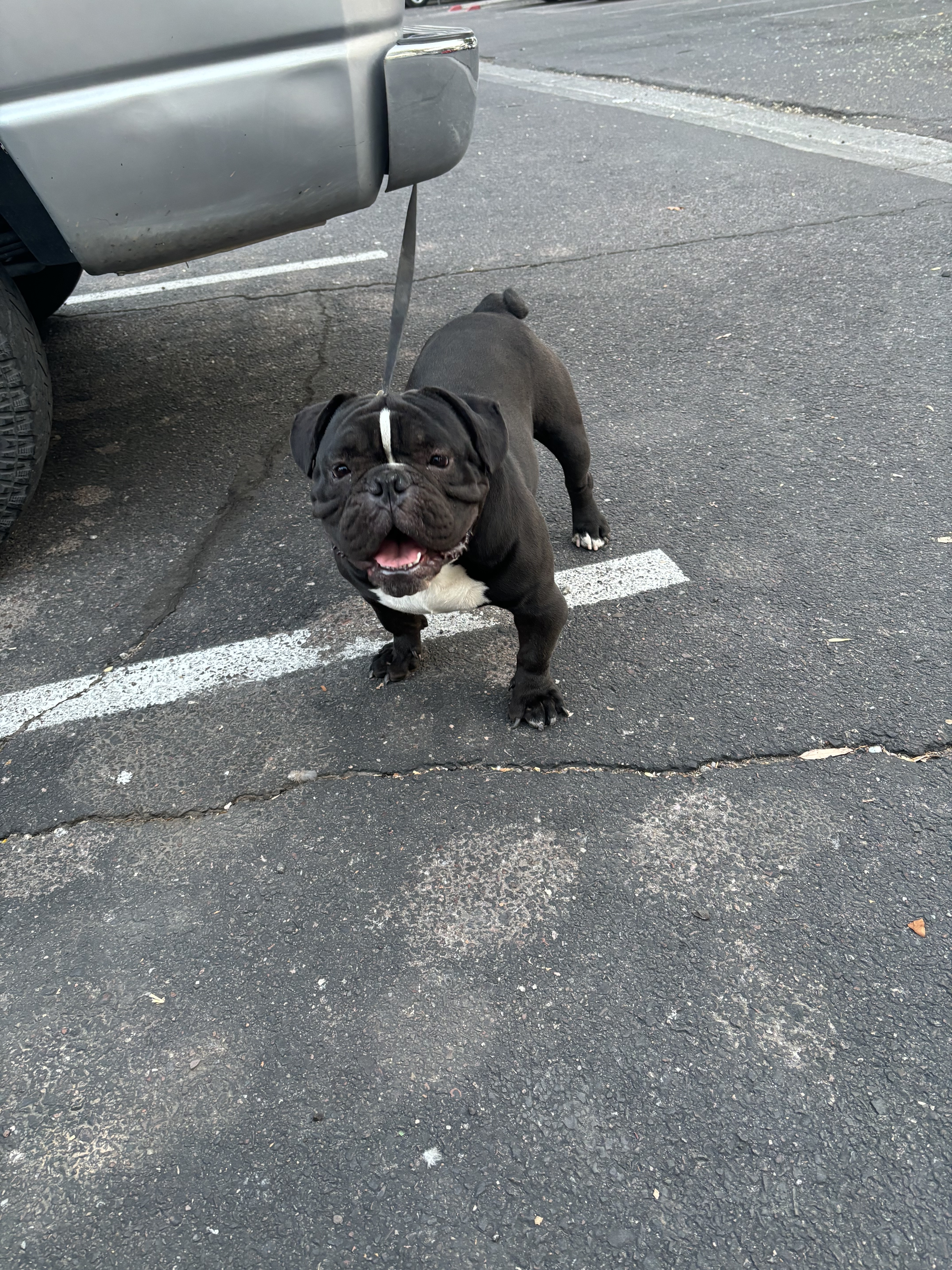 Lost Black & White Pocket Bully in Phoenix