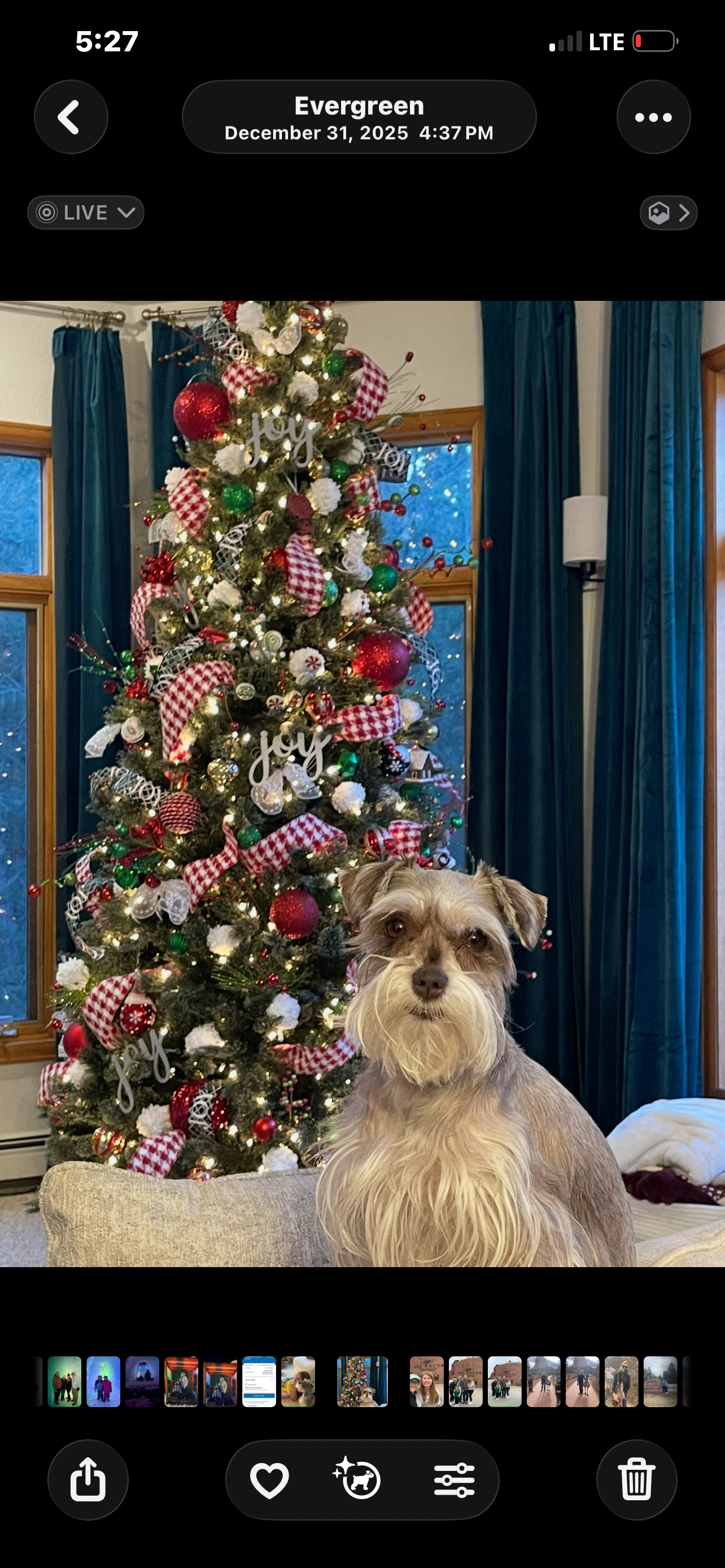 Lost Dog: Salt & Pepper Female in Evergreen