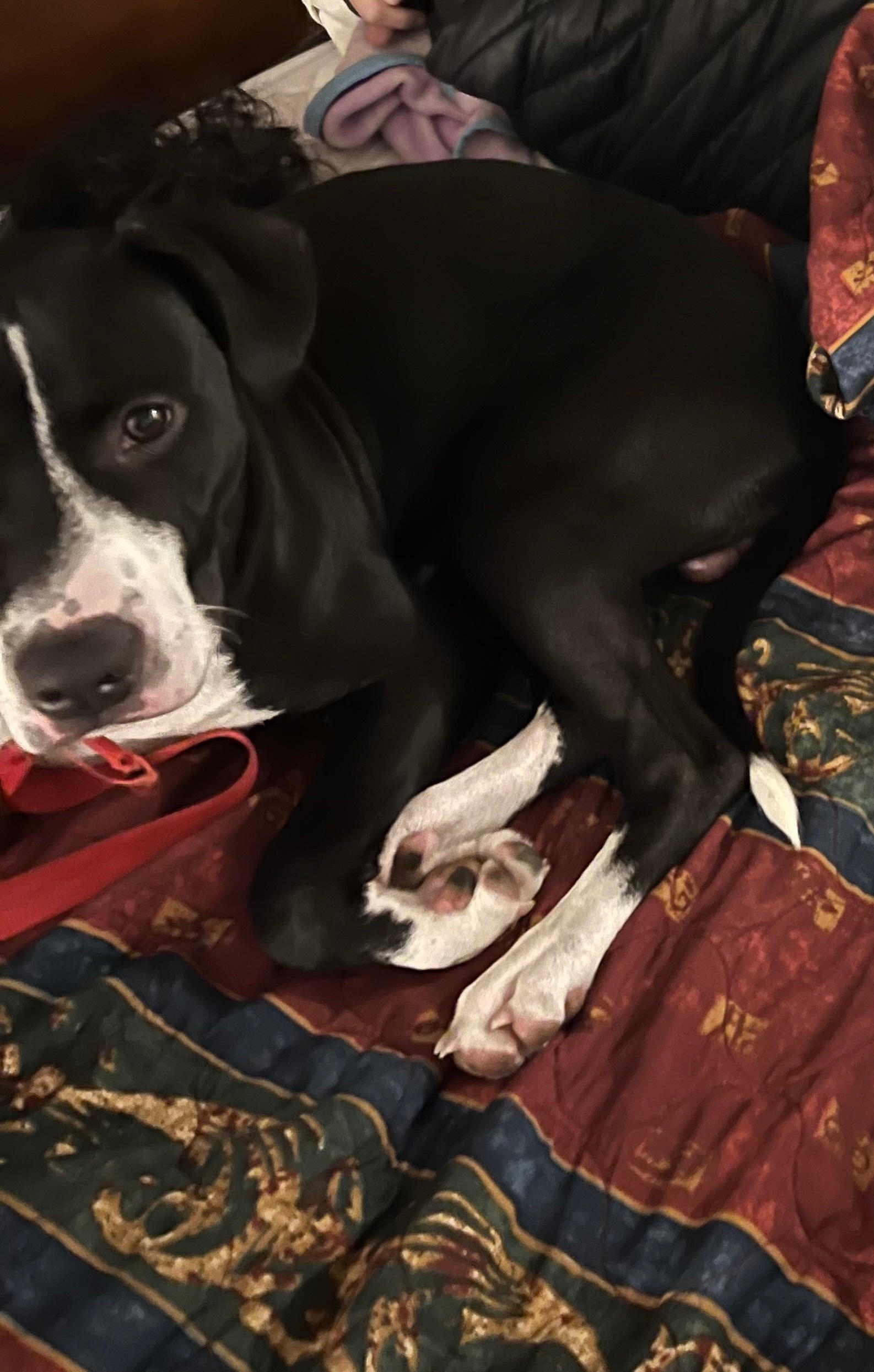 Lost Dog: NJ-Shaped Patch, Salem Area