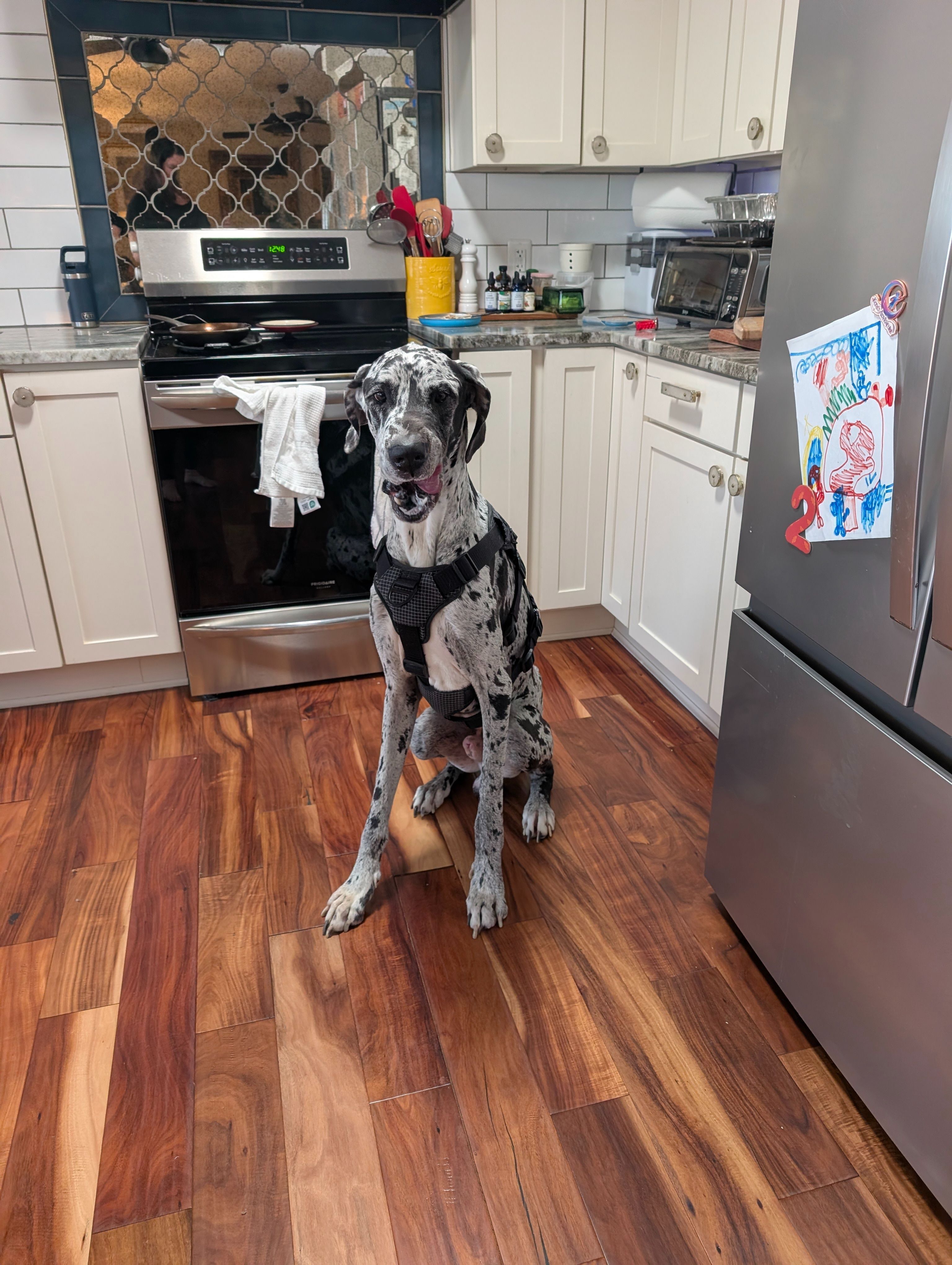 Lost Great Dane Duo in Irving Area