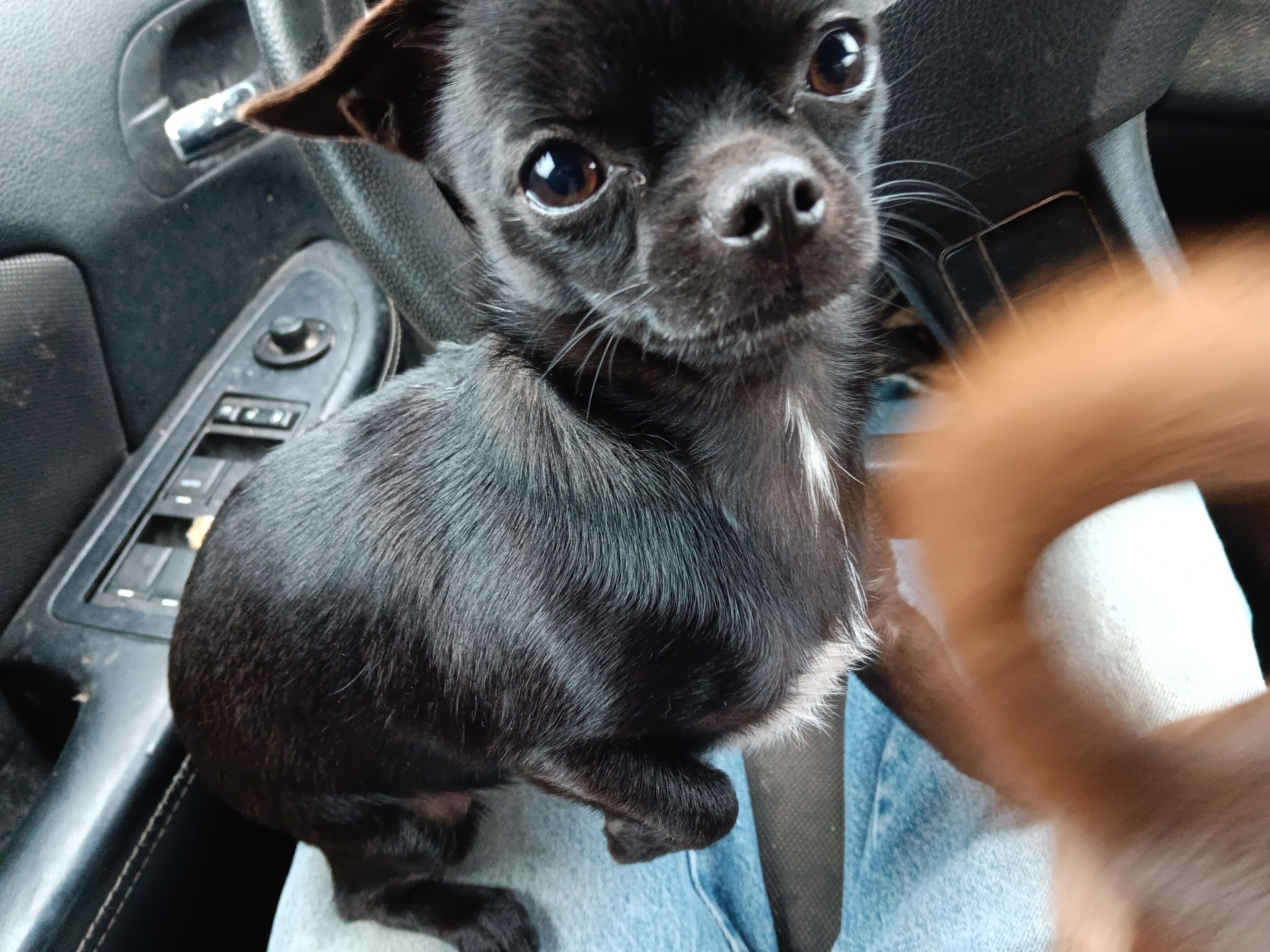 Lost Dog in East Quartz Creek, OR