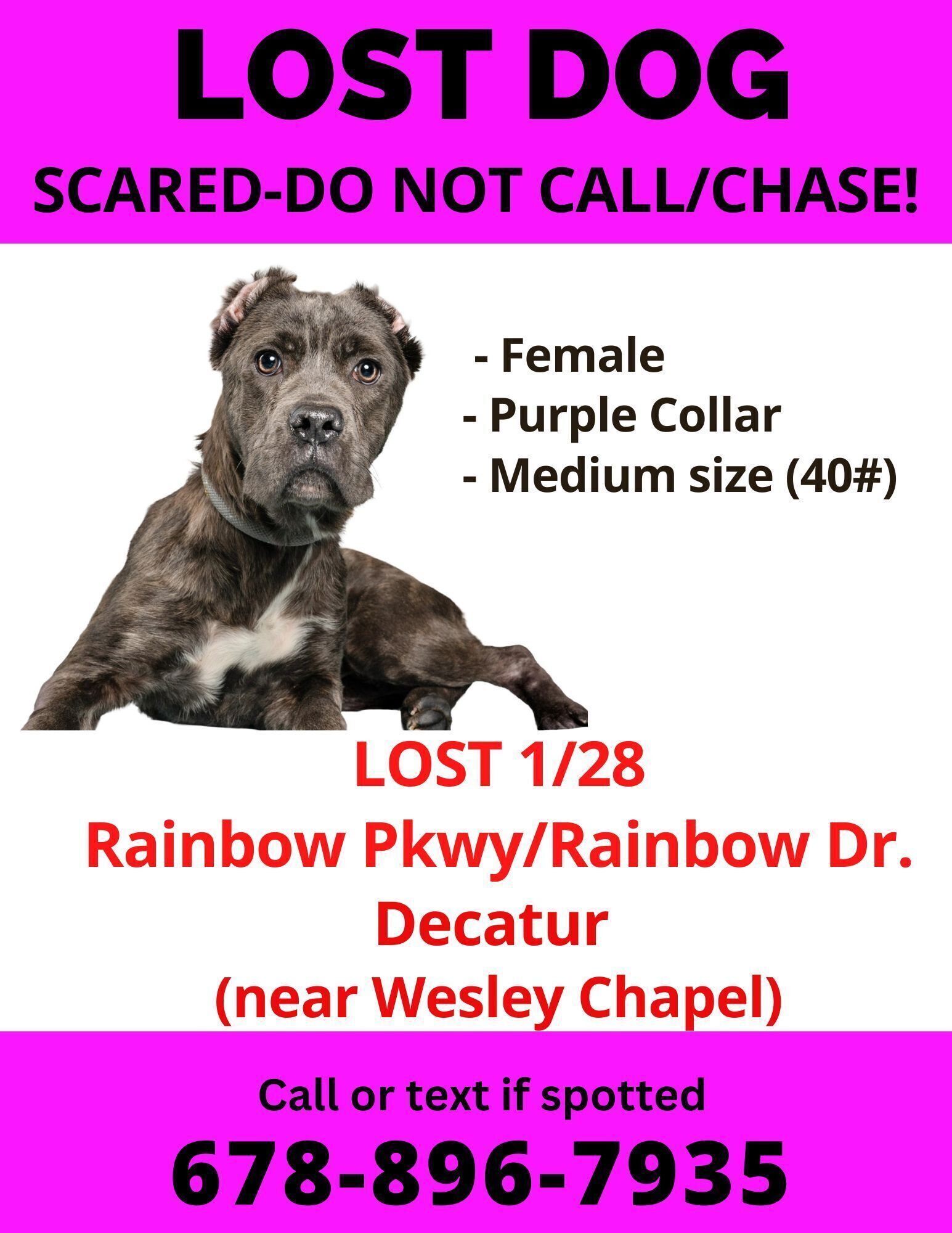 Lost Dog Alert: Purple Collar Found!