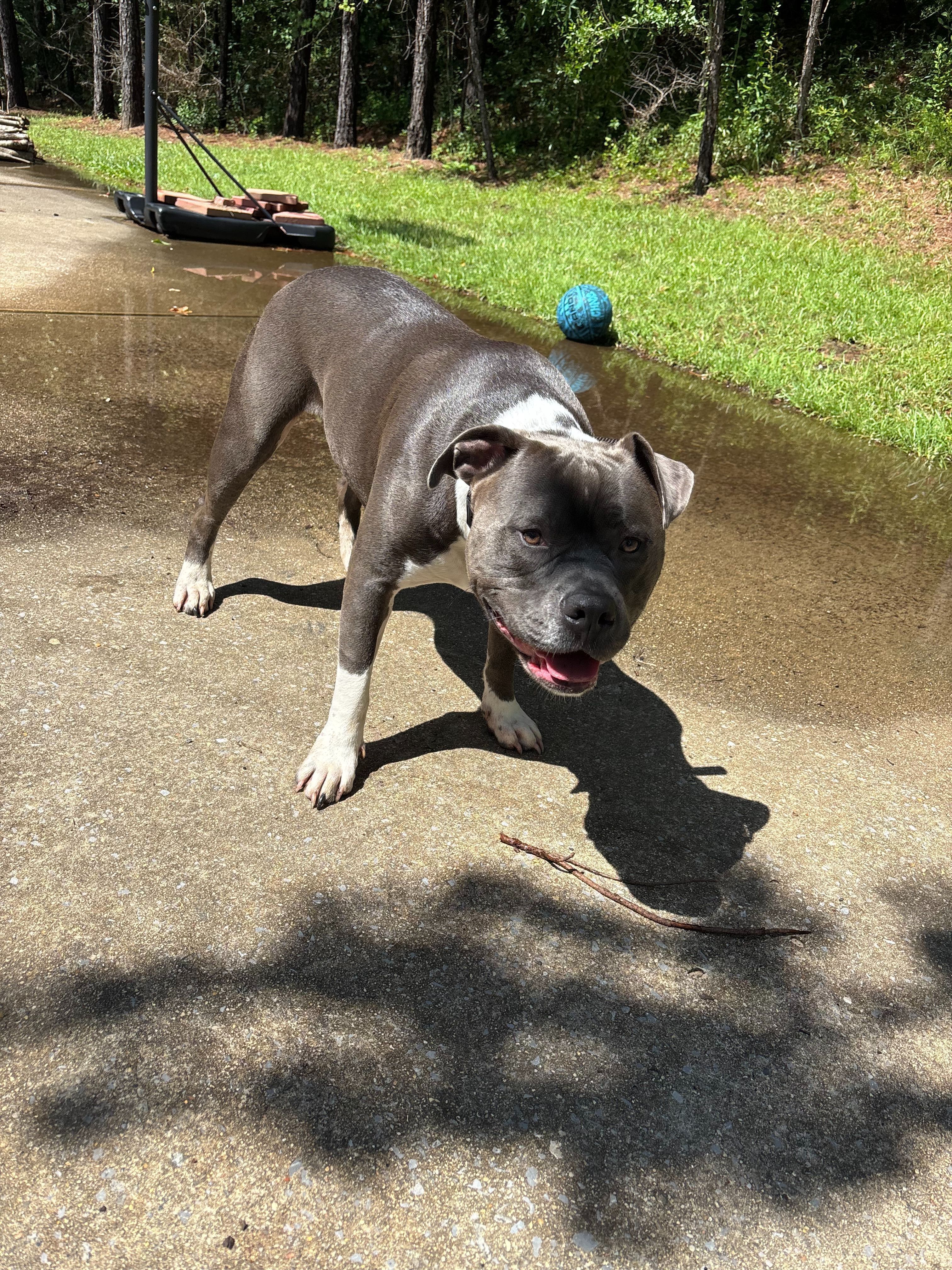 Lost Grey-White Pitbull: Maui Missing