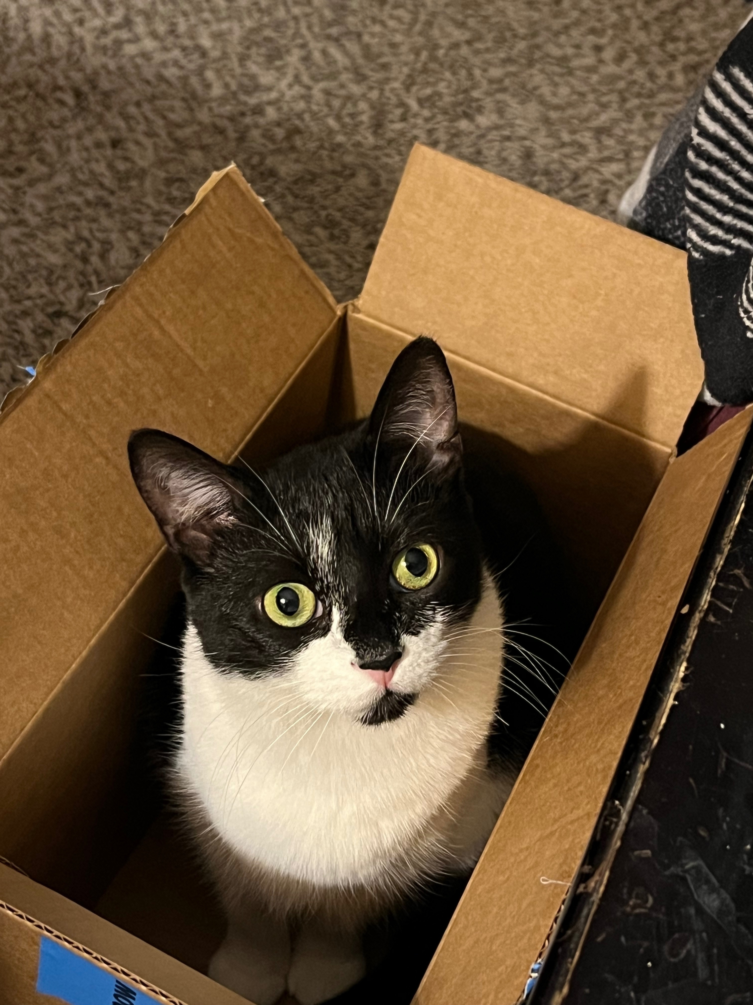 Lost Black & White Tabby in Sharpstown!