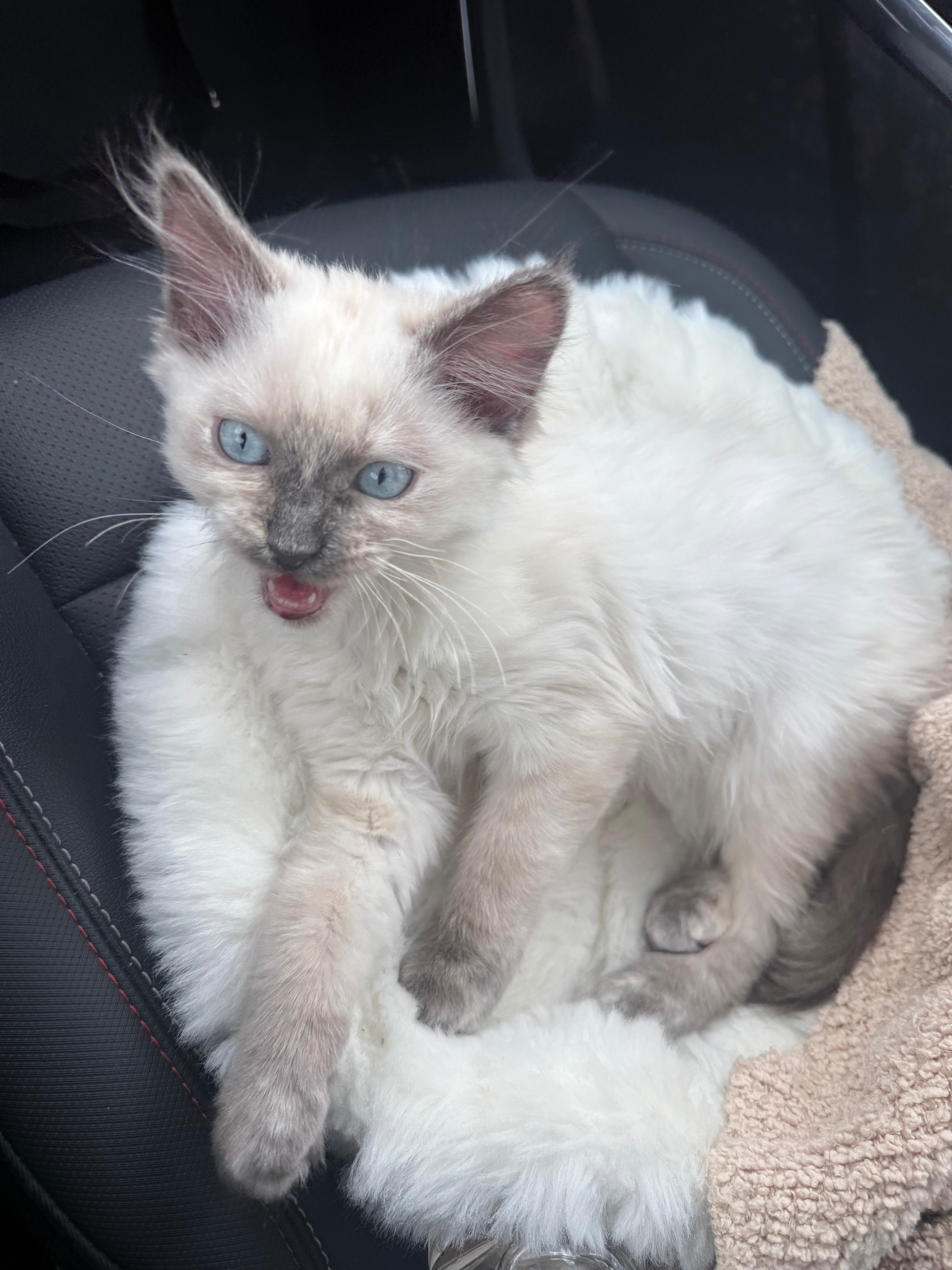 Lost Cat: Blue Eyes, White Coat, South Jordan
