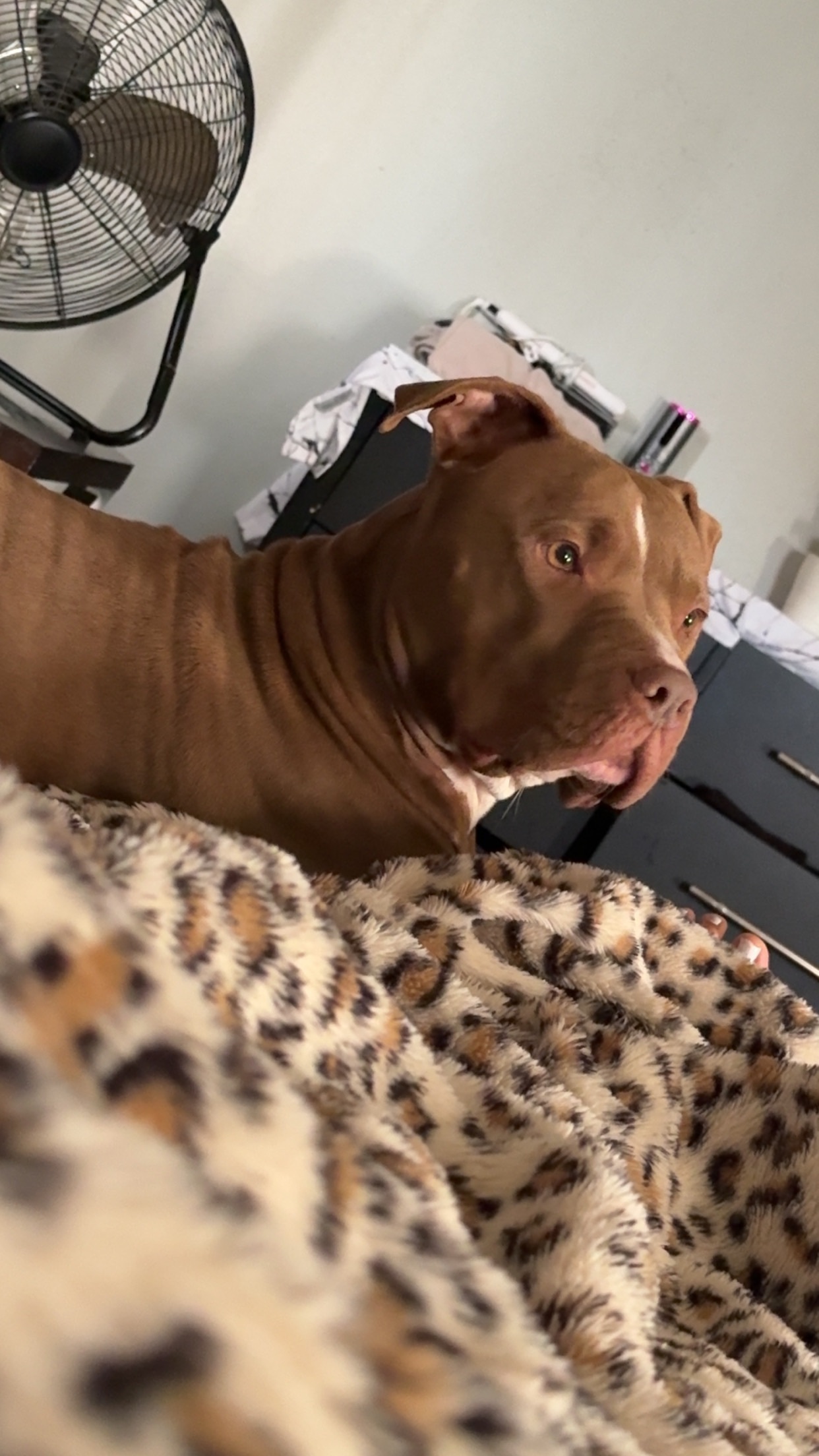 Lost Dog: Light Carmel, Green Eyes - Waco