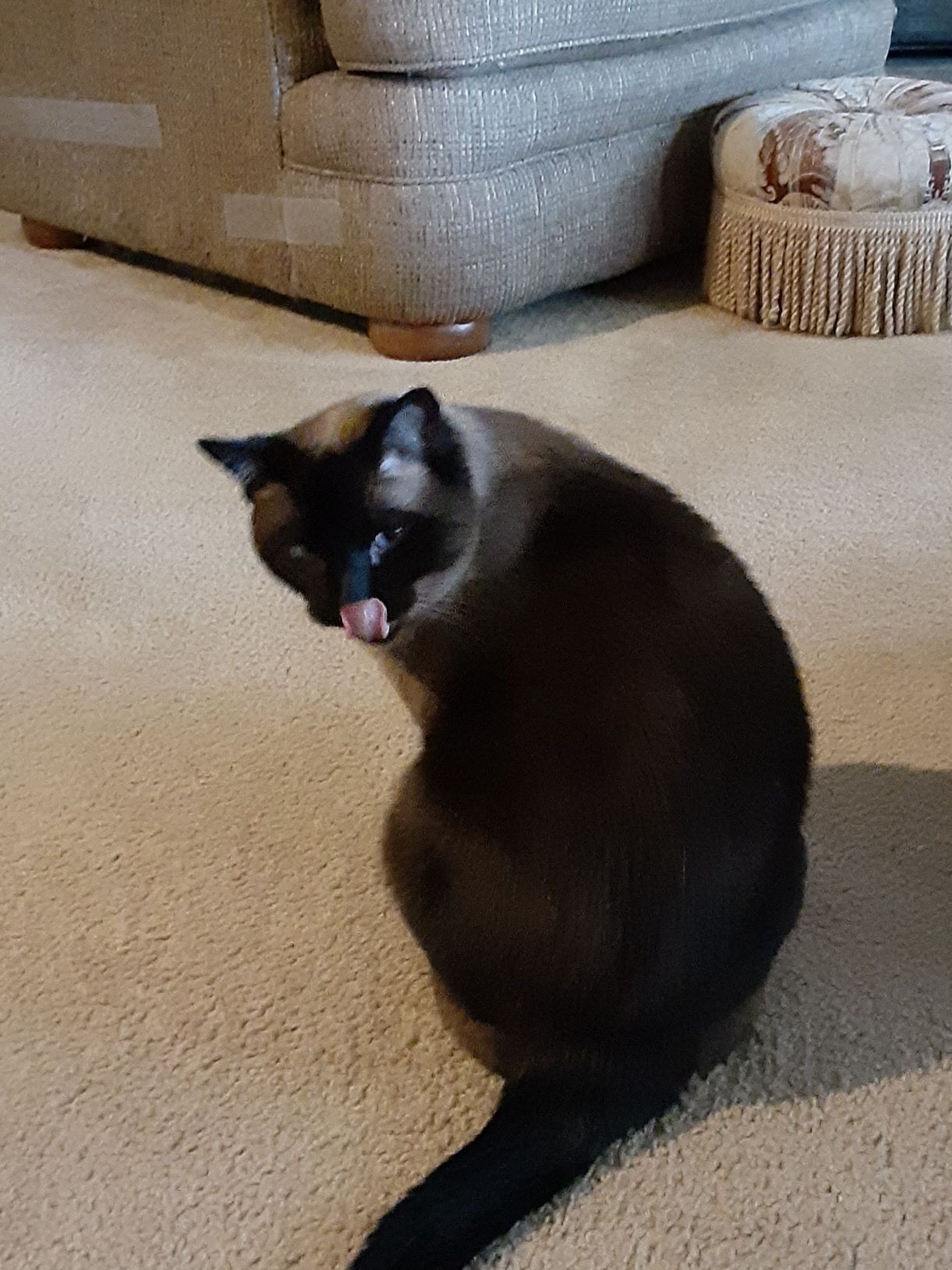 Lost Indoor Cat, Declawed - Willow Park