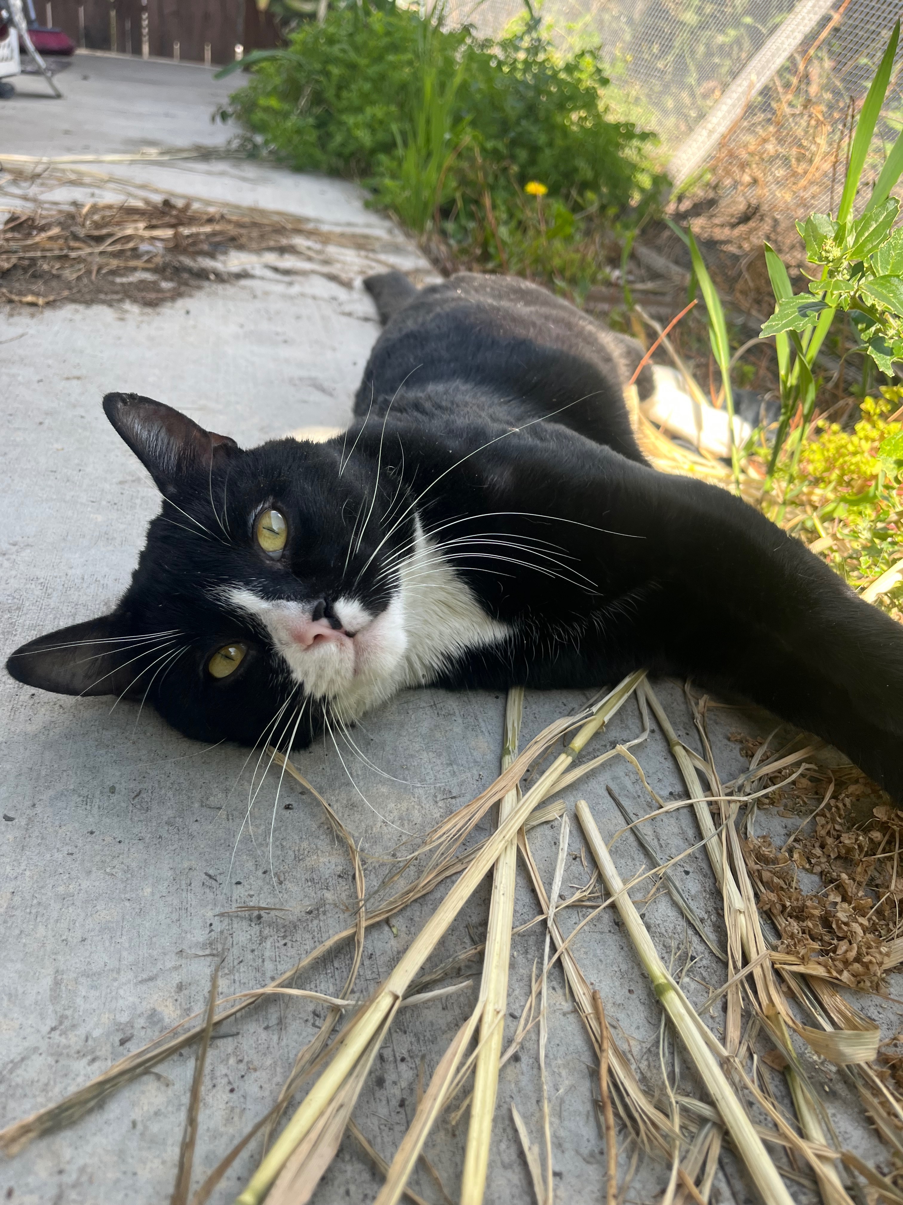 Lost Tuxedo Cat: La Puente, S. 5th Ave