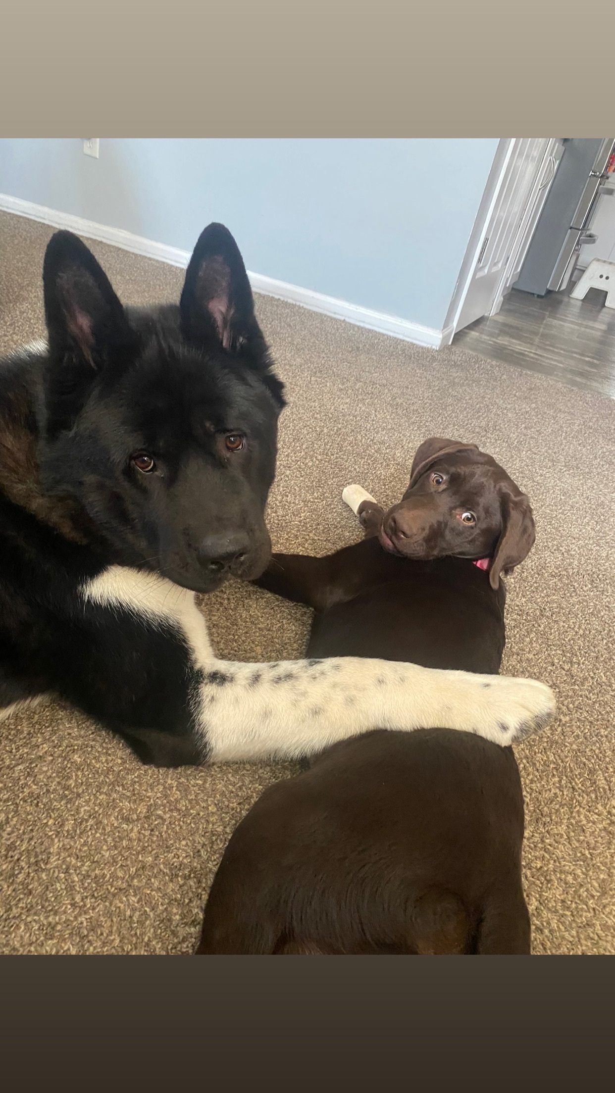 Lost Dog: Black & White, N. 2nd St