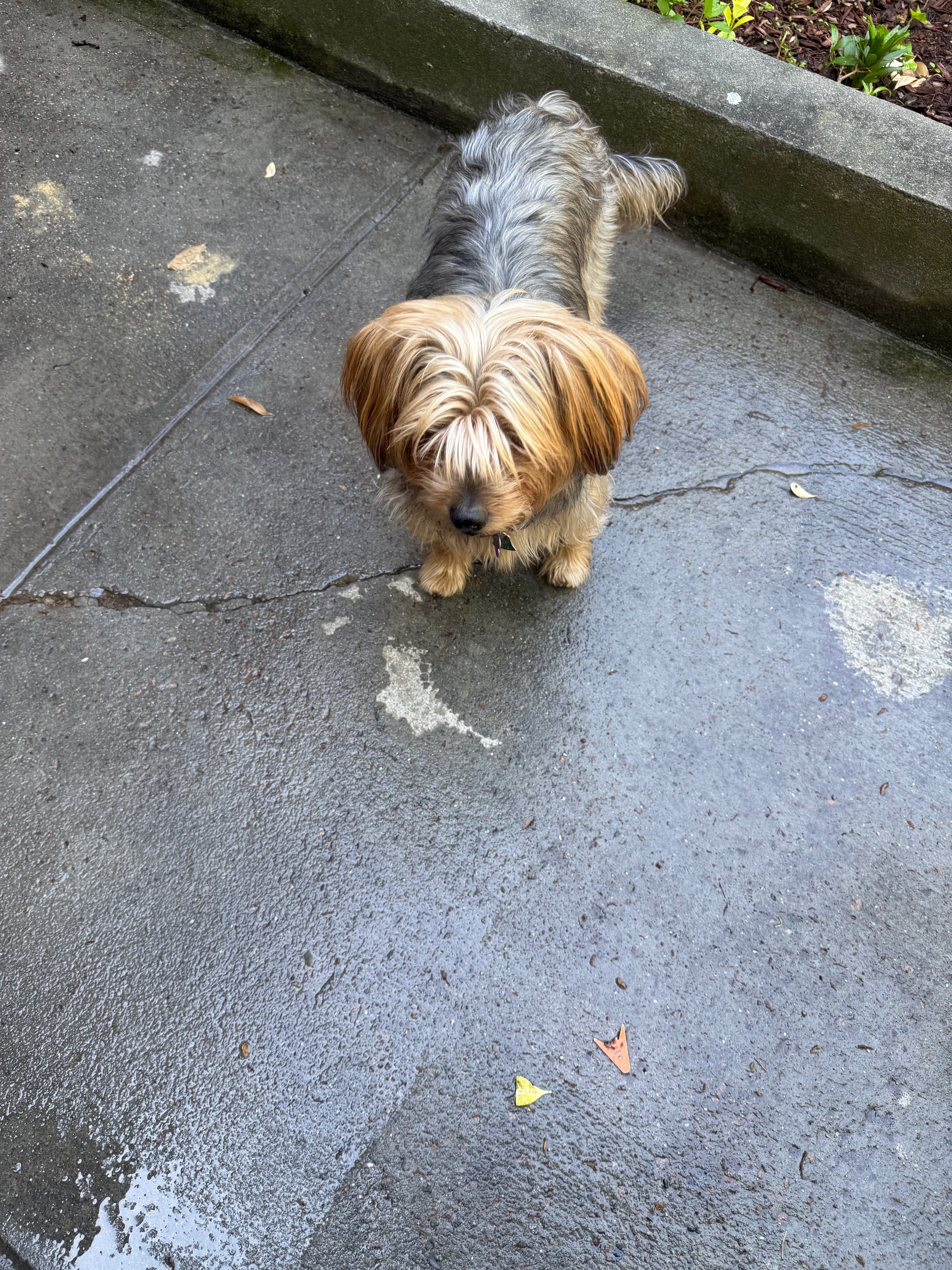 Lost Dog Alert: Macon St, NY