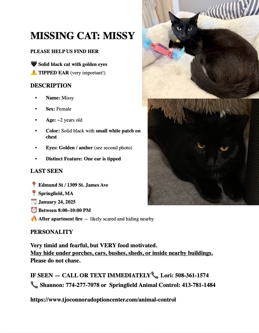 Lost: Missy the Black Cat on Edmund St