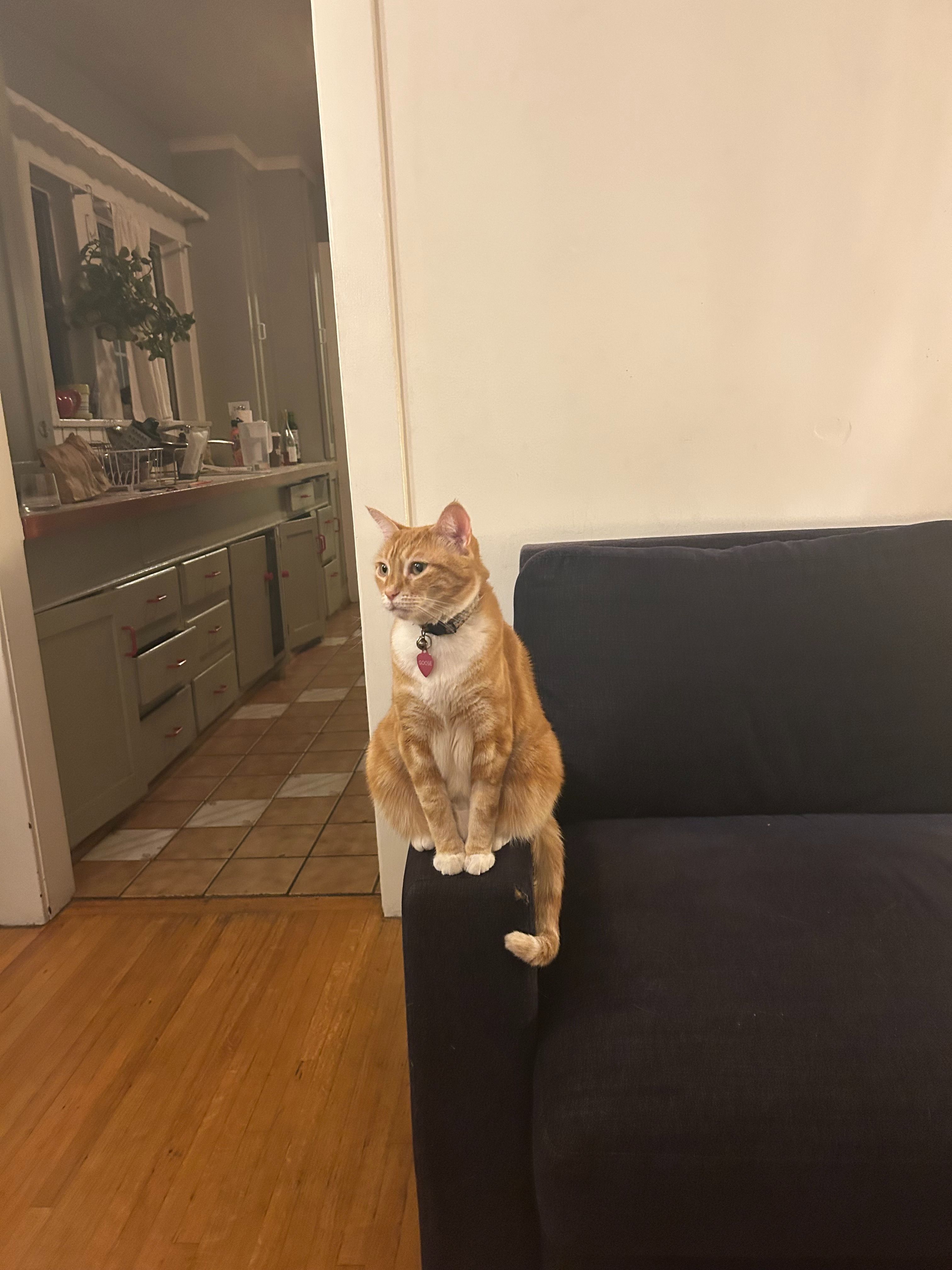 Help Find Goose: Lost Ginger Tabby
