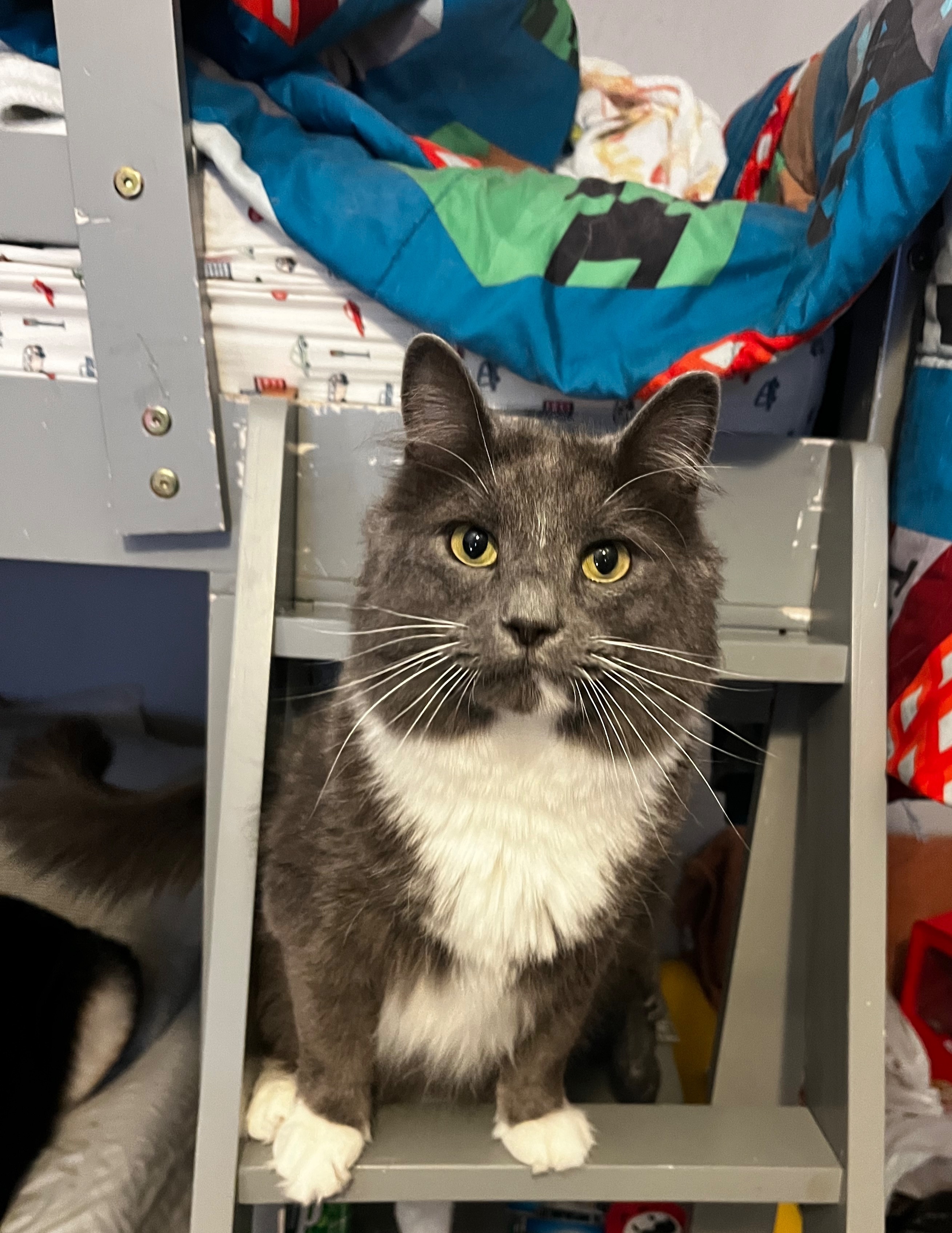 Lost: Sweet Grey & White Cat in Lenexa