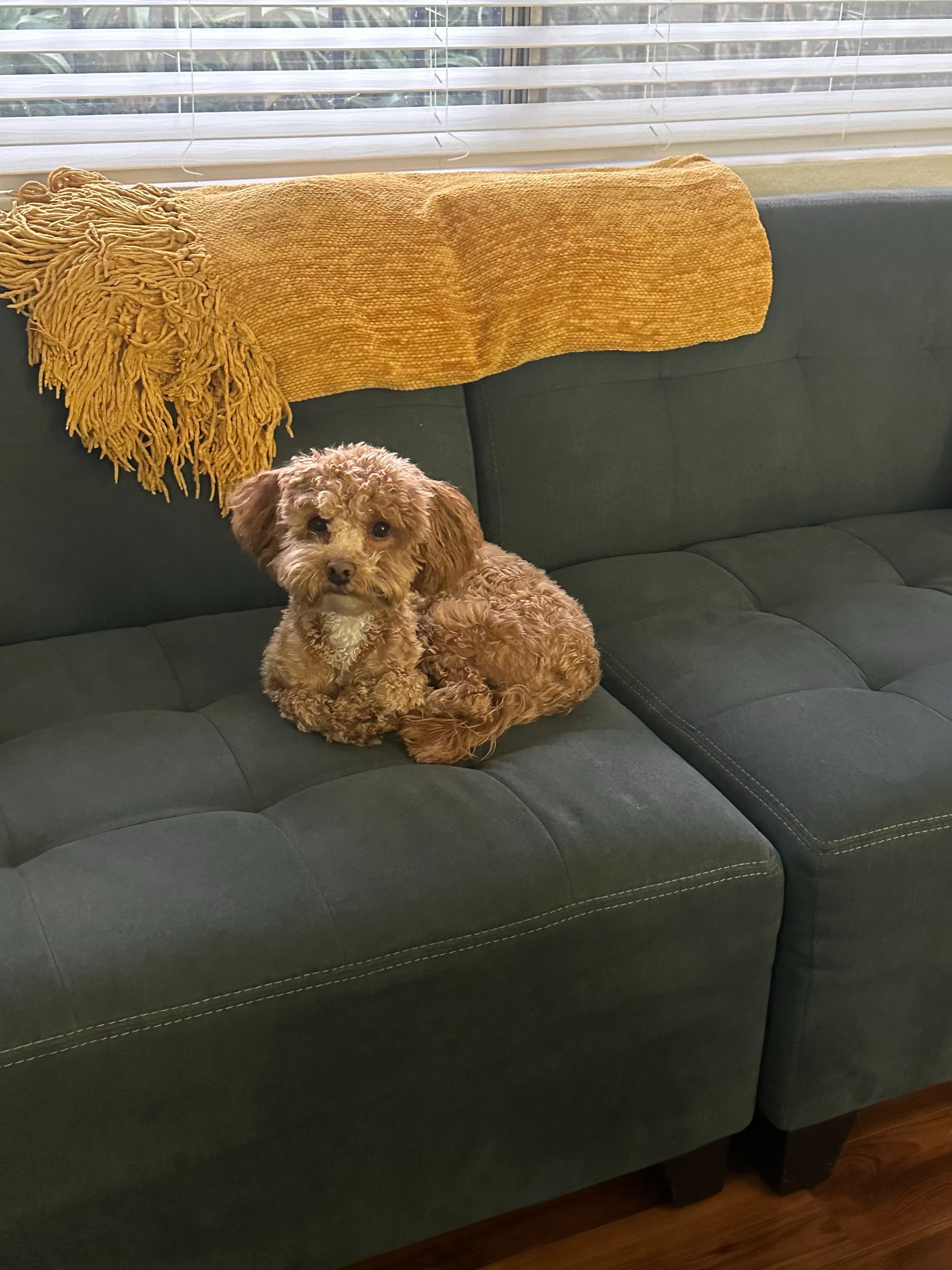 Lost Fun-Loving Dog in Monterey Park