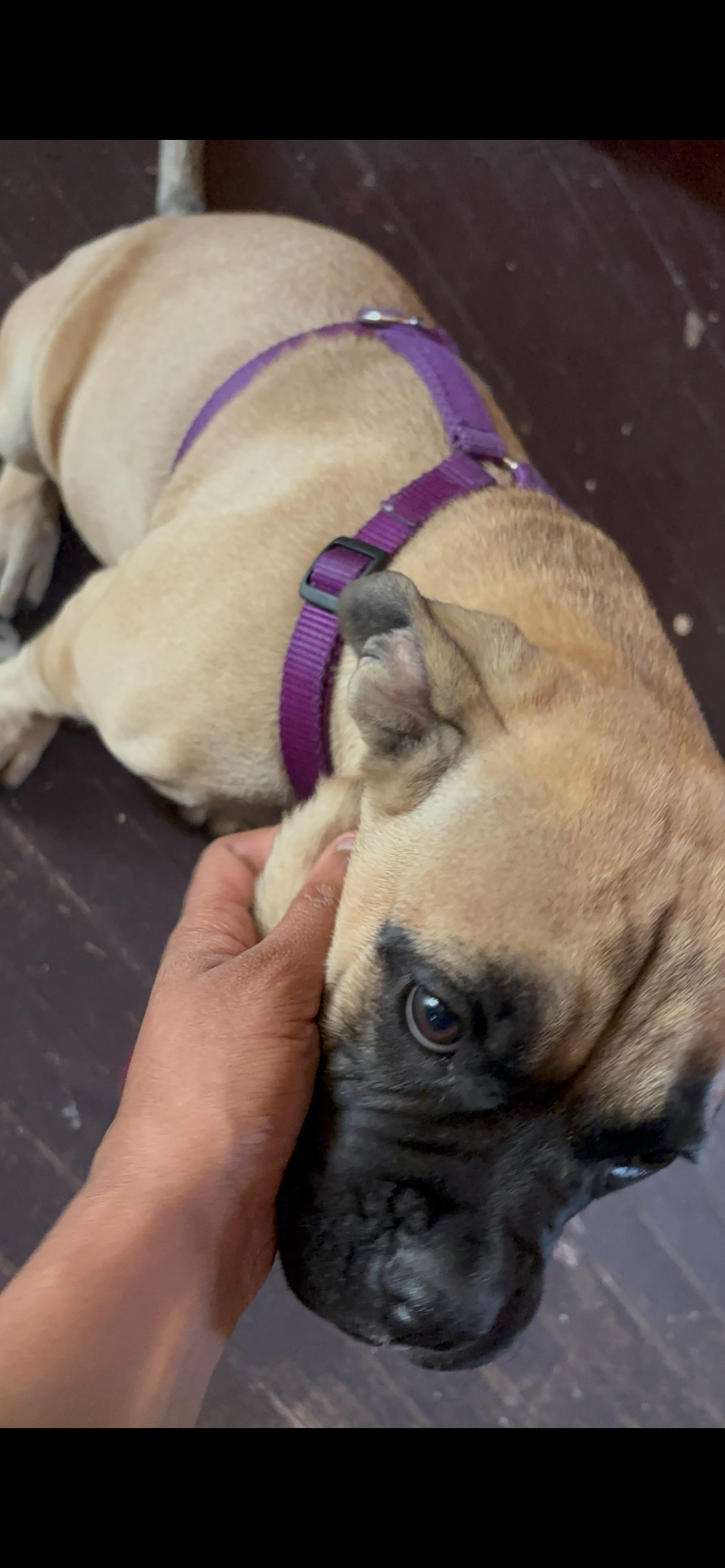 Lost Brown Boxer: $3000 Reward – Help!