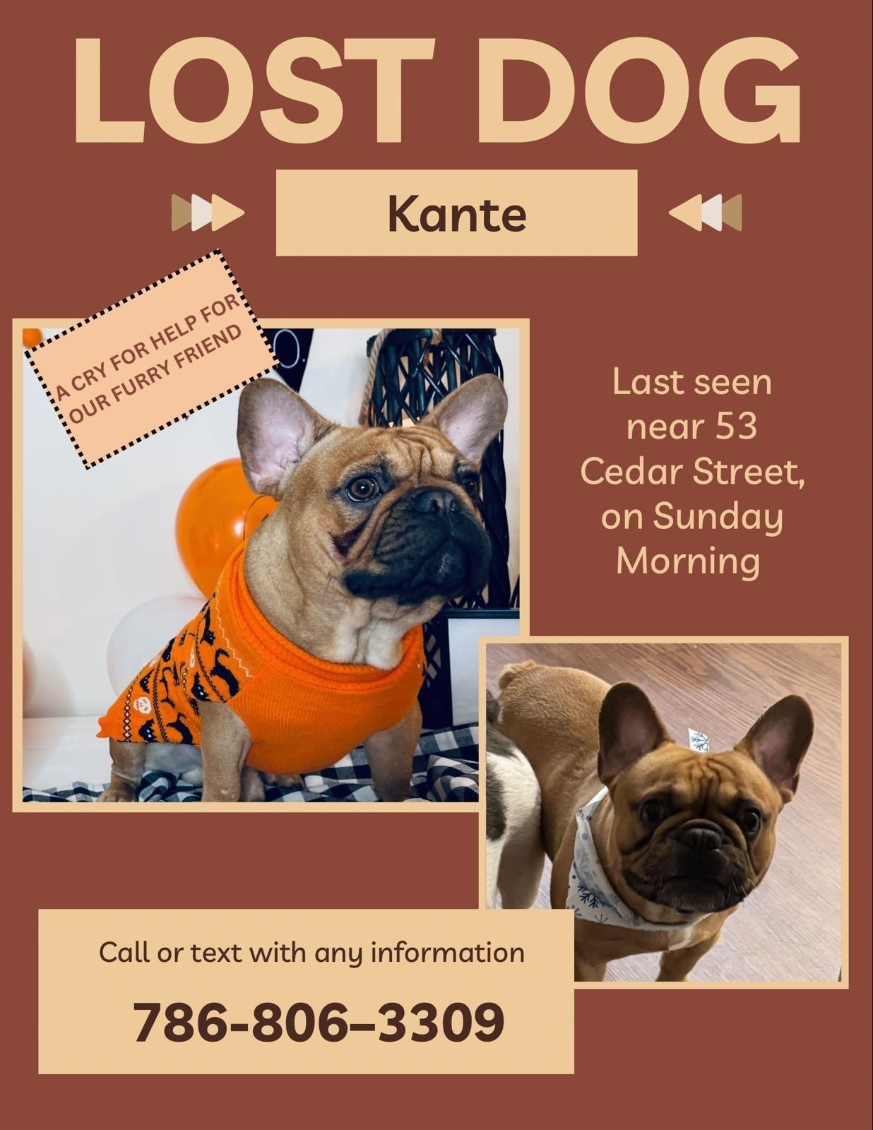 Lost French Bulldog on Cedar St, Lynn