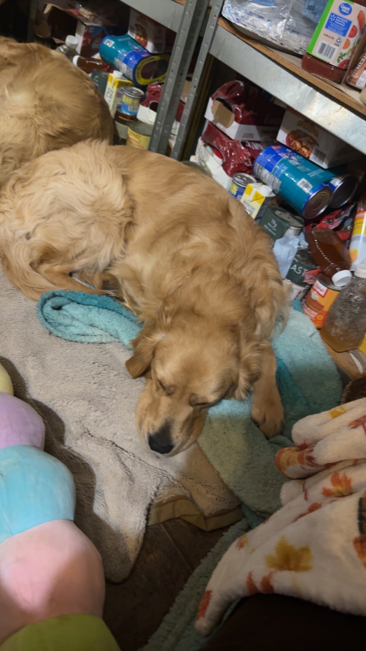 Lost Golden Dog Near Crow Agency