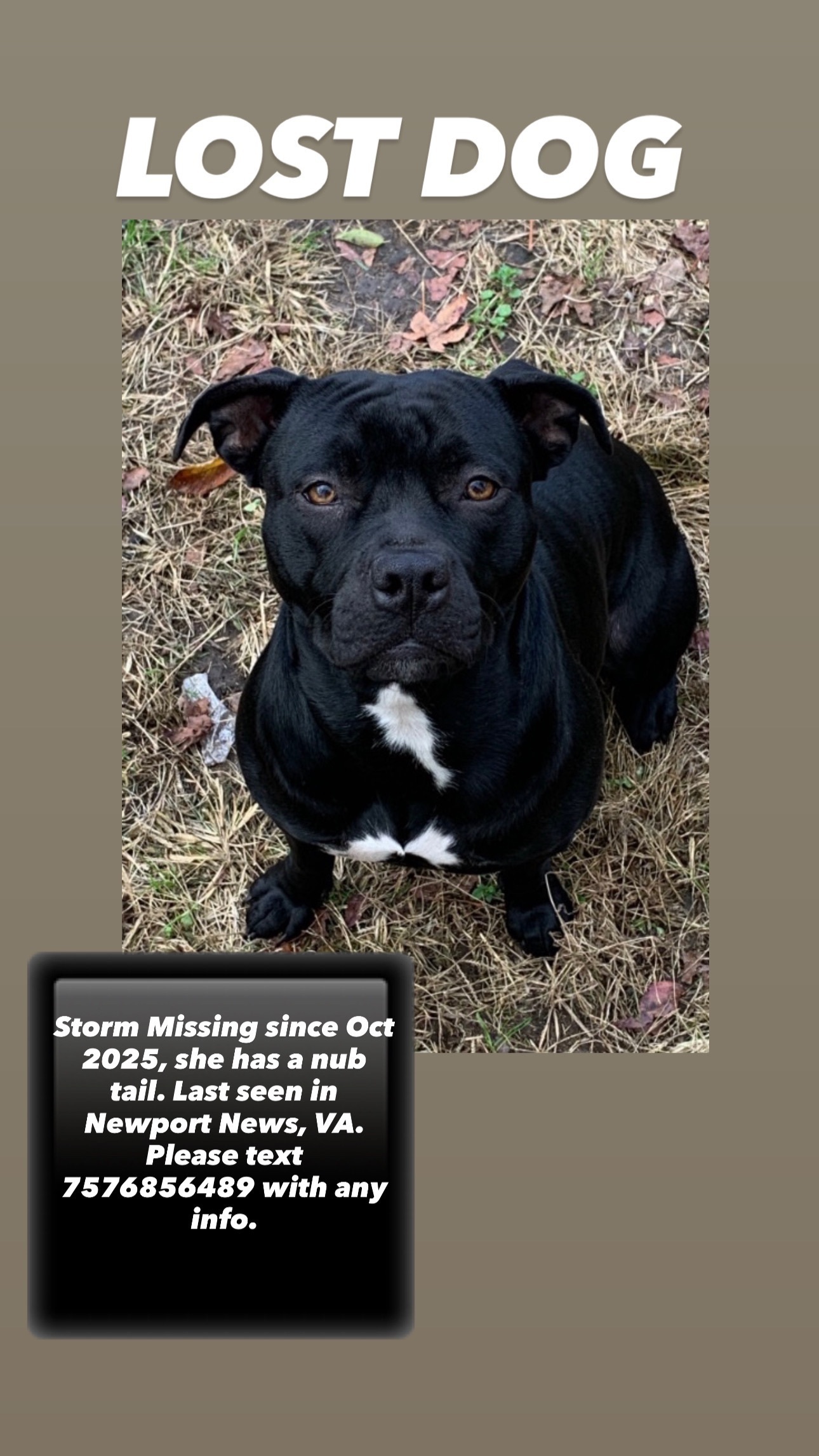 Help Bring Storm Home to Her Puppies