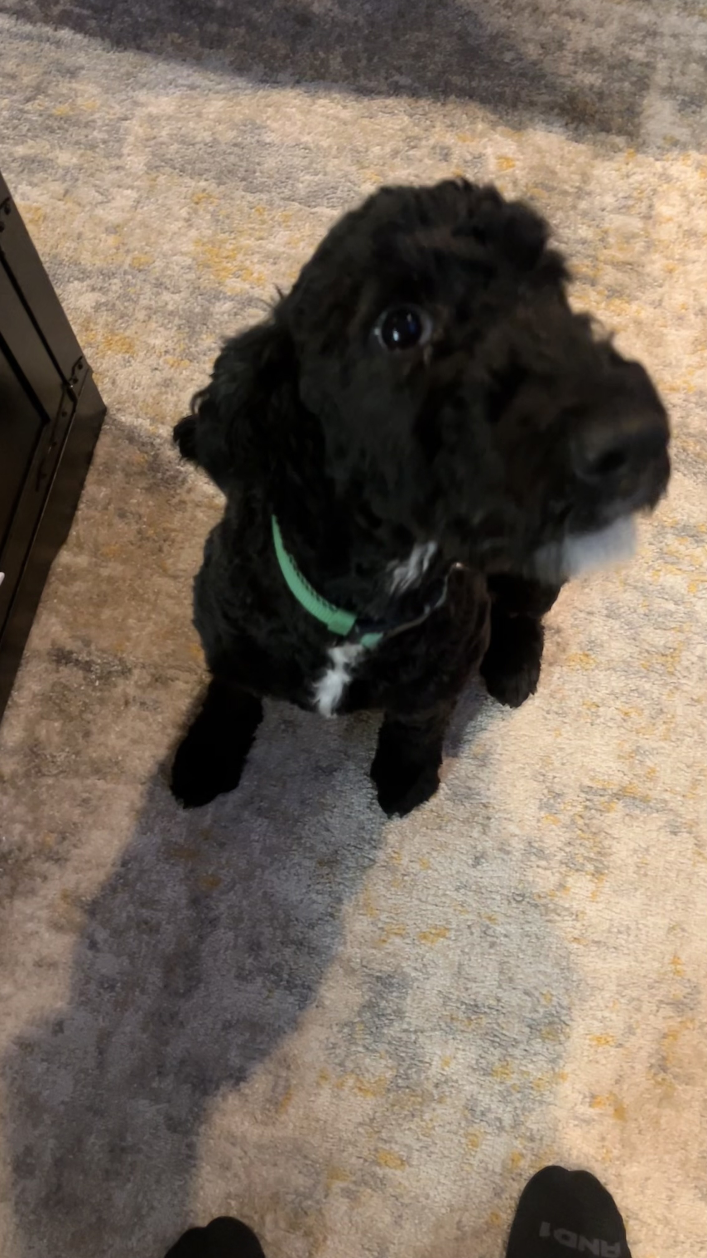 Lost Black Aussiedoodle Near Chatom Church