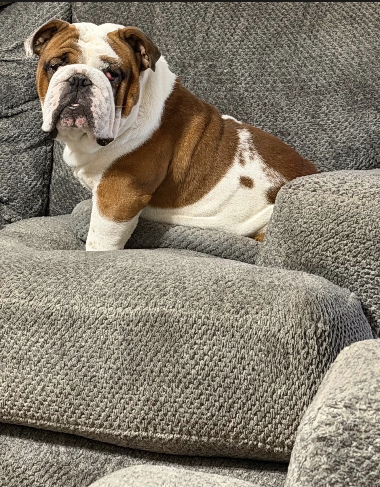 Lost Bulldog: Cherry Eyes & Bald Spot