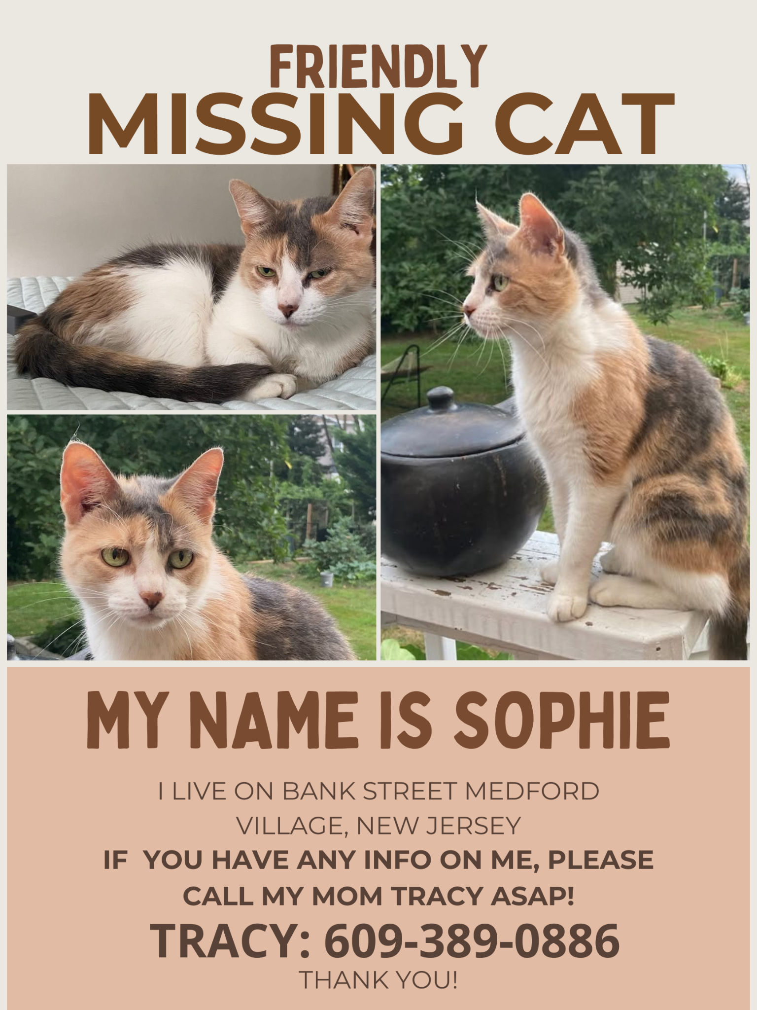 Lost Calico Cat: Sophie Missing in Medford