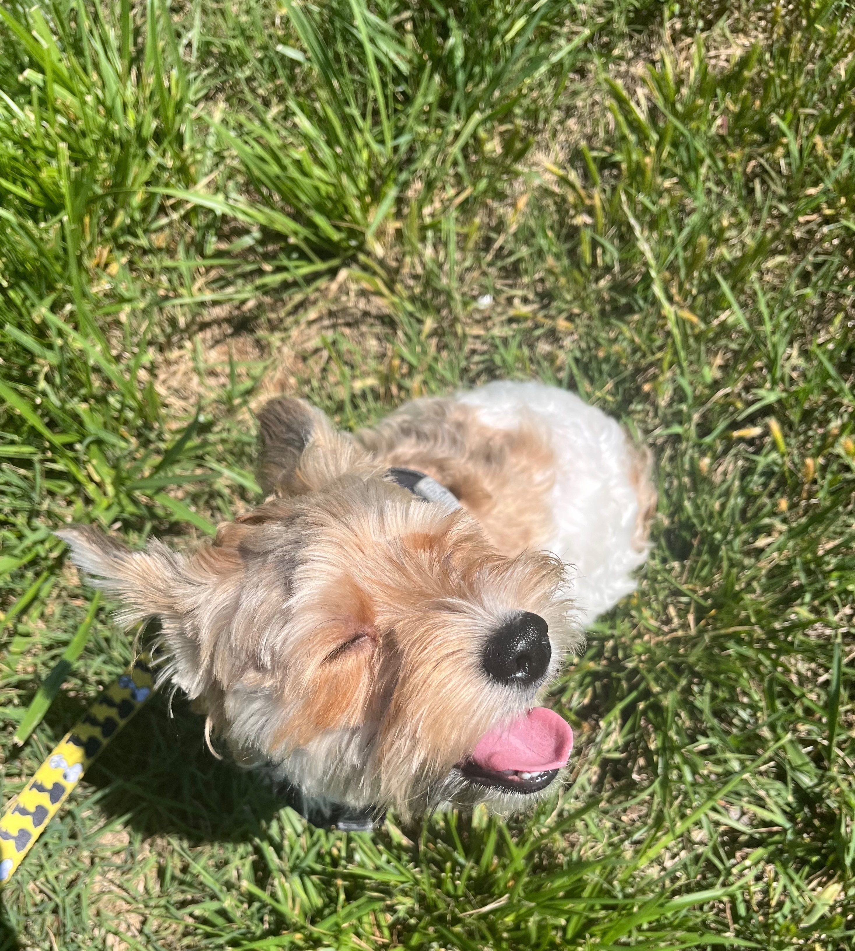 Lost Dog in Missouri: Sweet, Treat-Loving!