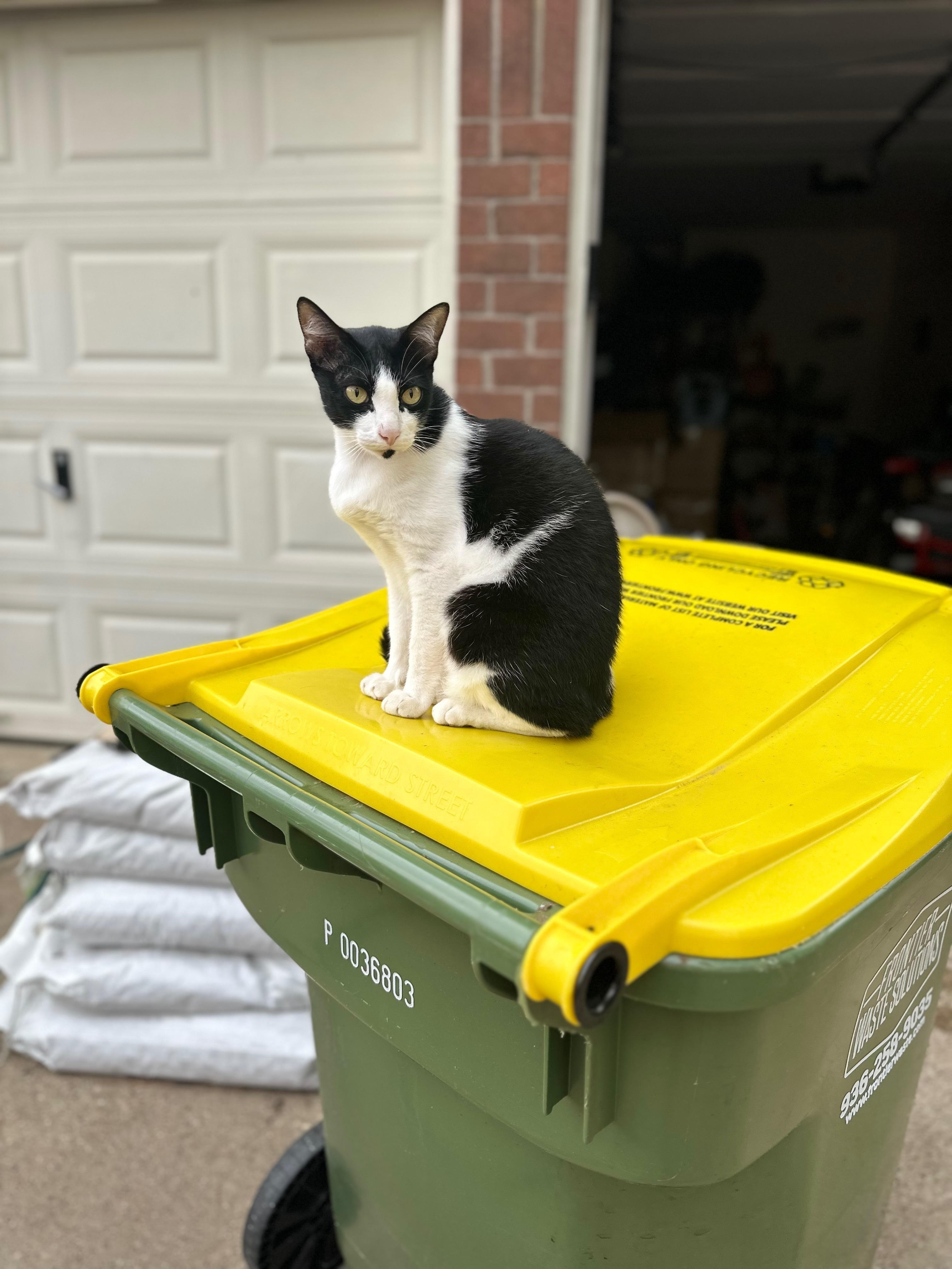 Lost Black & White Cat in Bellaire, TX