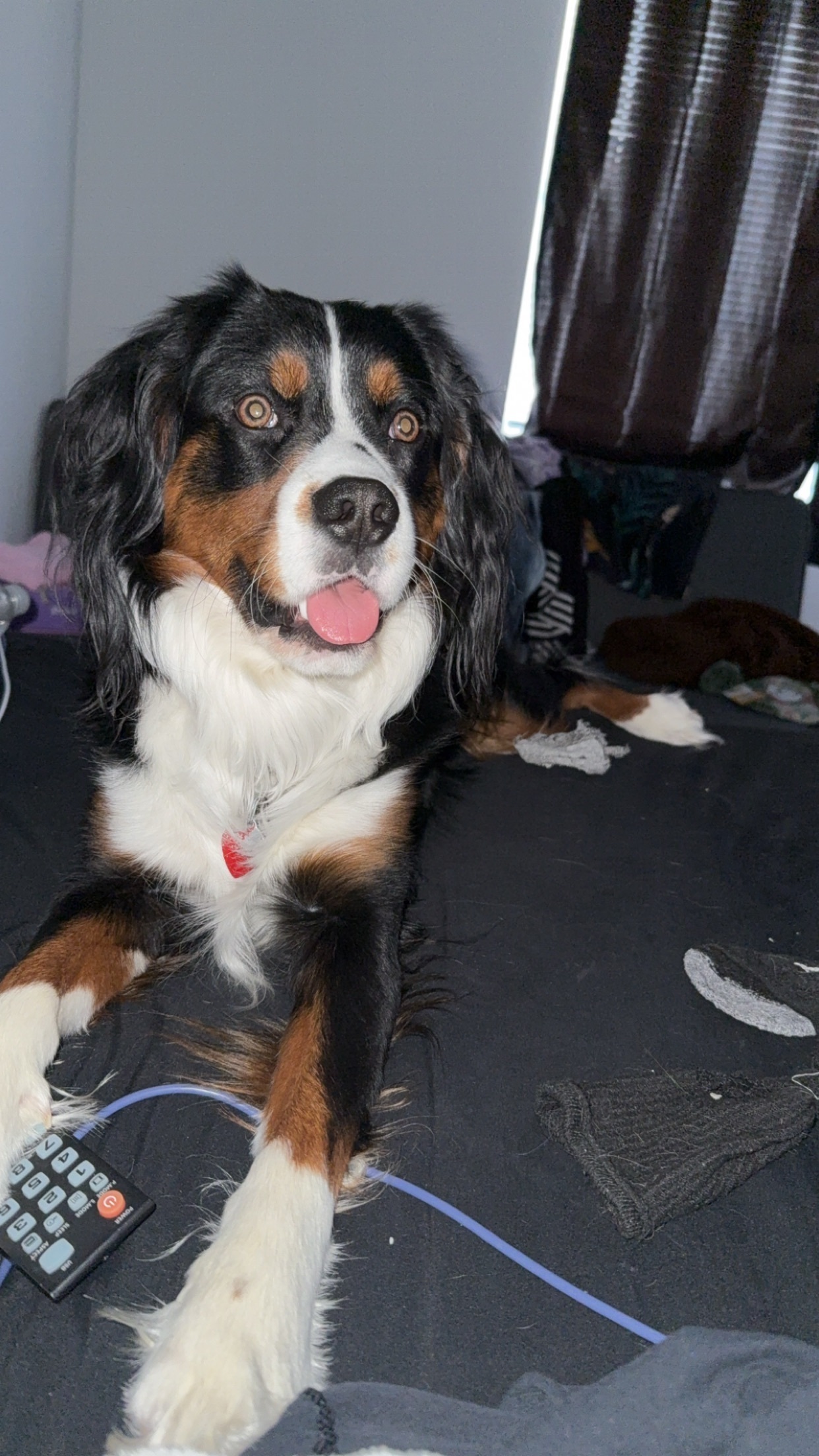 Lost Dog: Unique Markings, Fort Valley