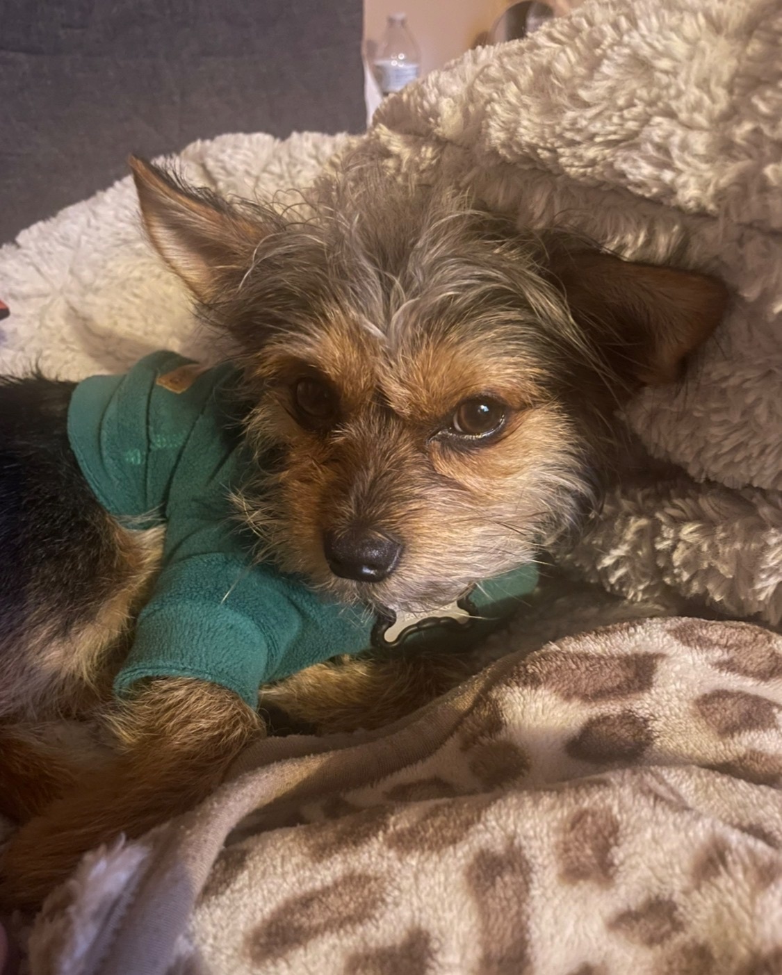 Lost Dog: Small Black/Brown in Kerman