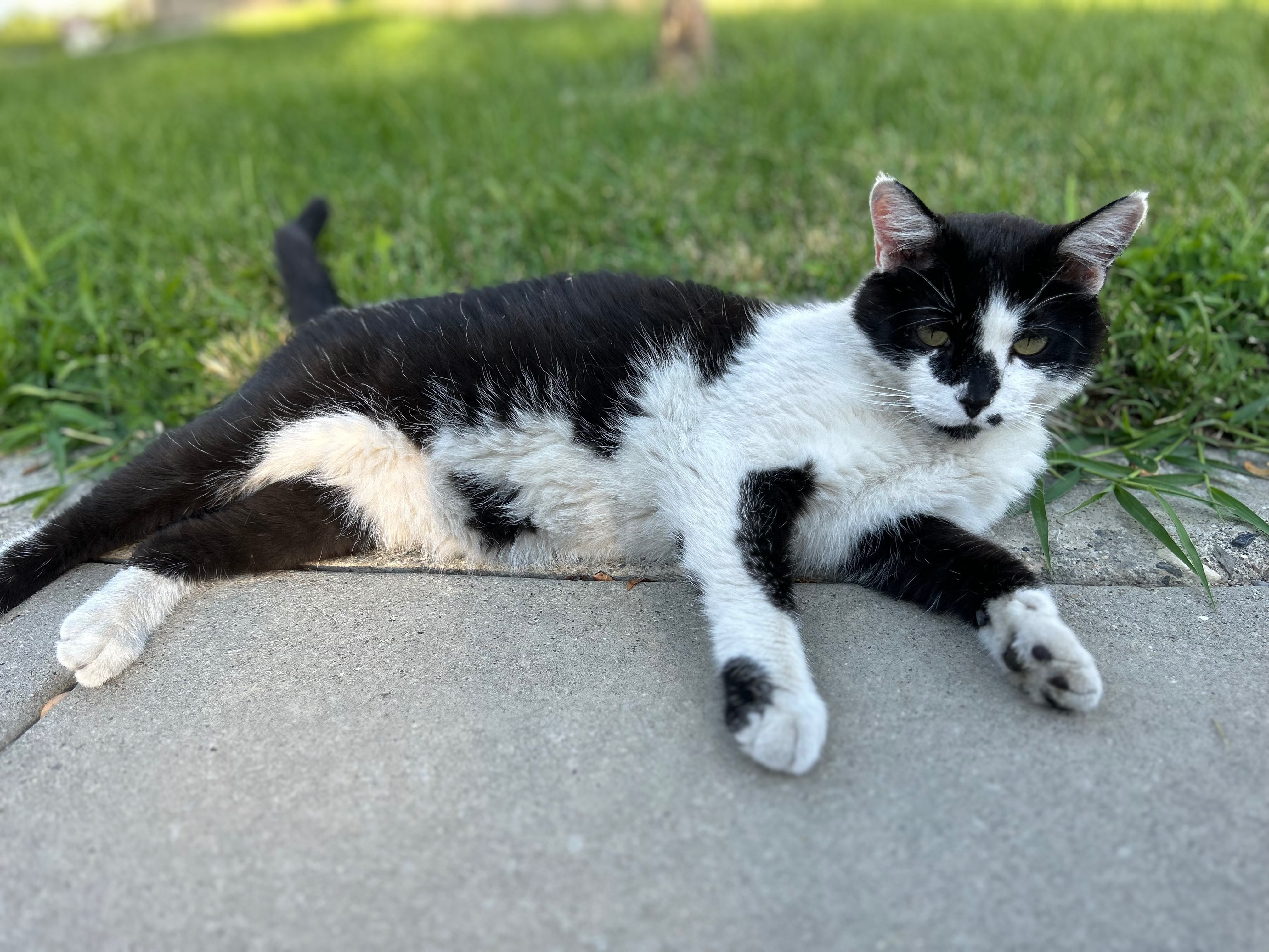 Lost cat, Springville