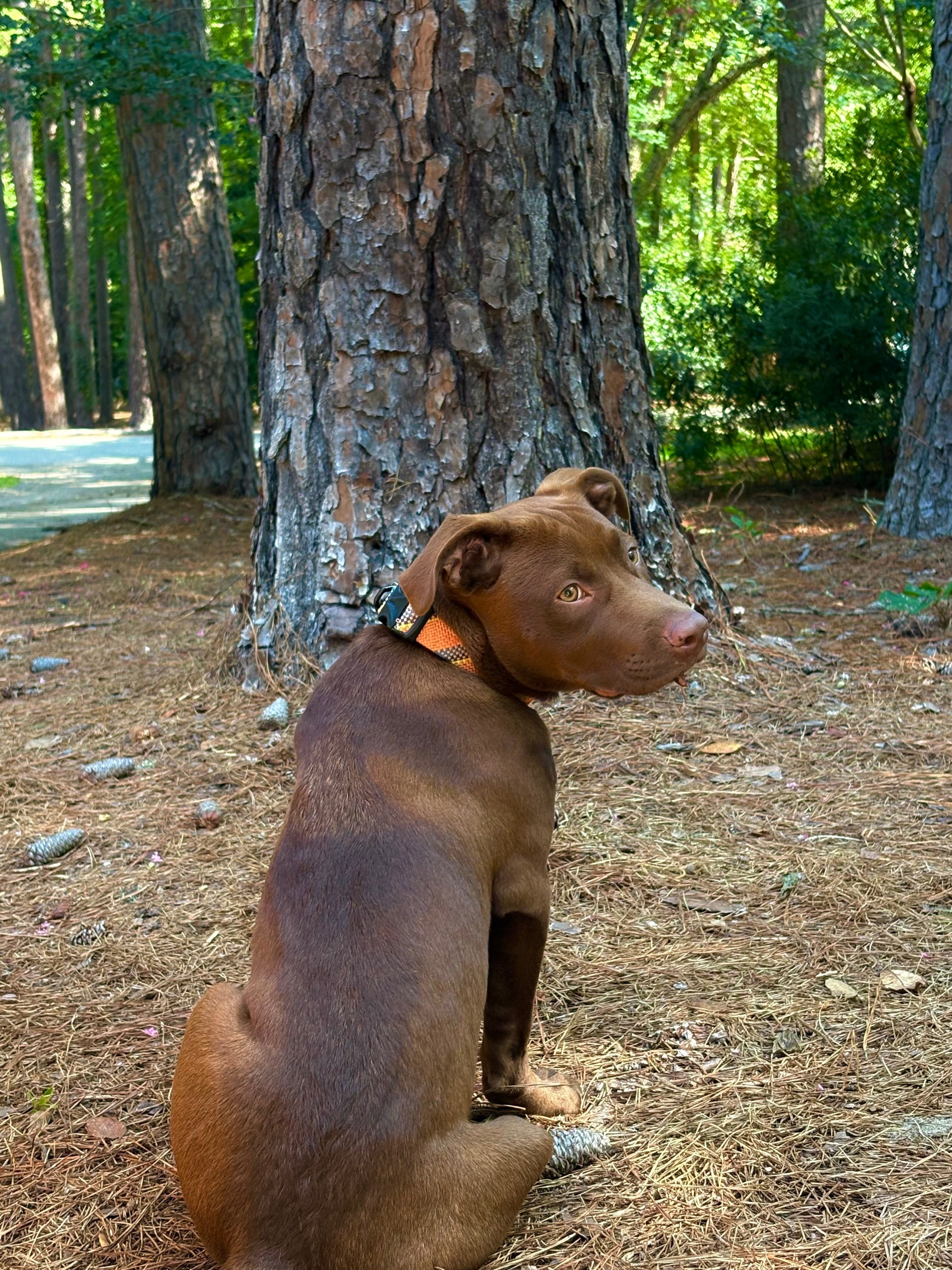 Lost Dog: White Chest, N. Leak St, SP