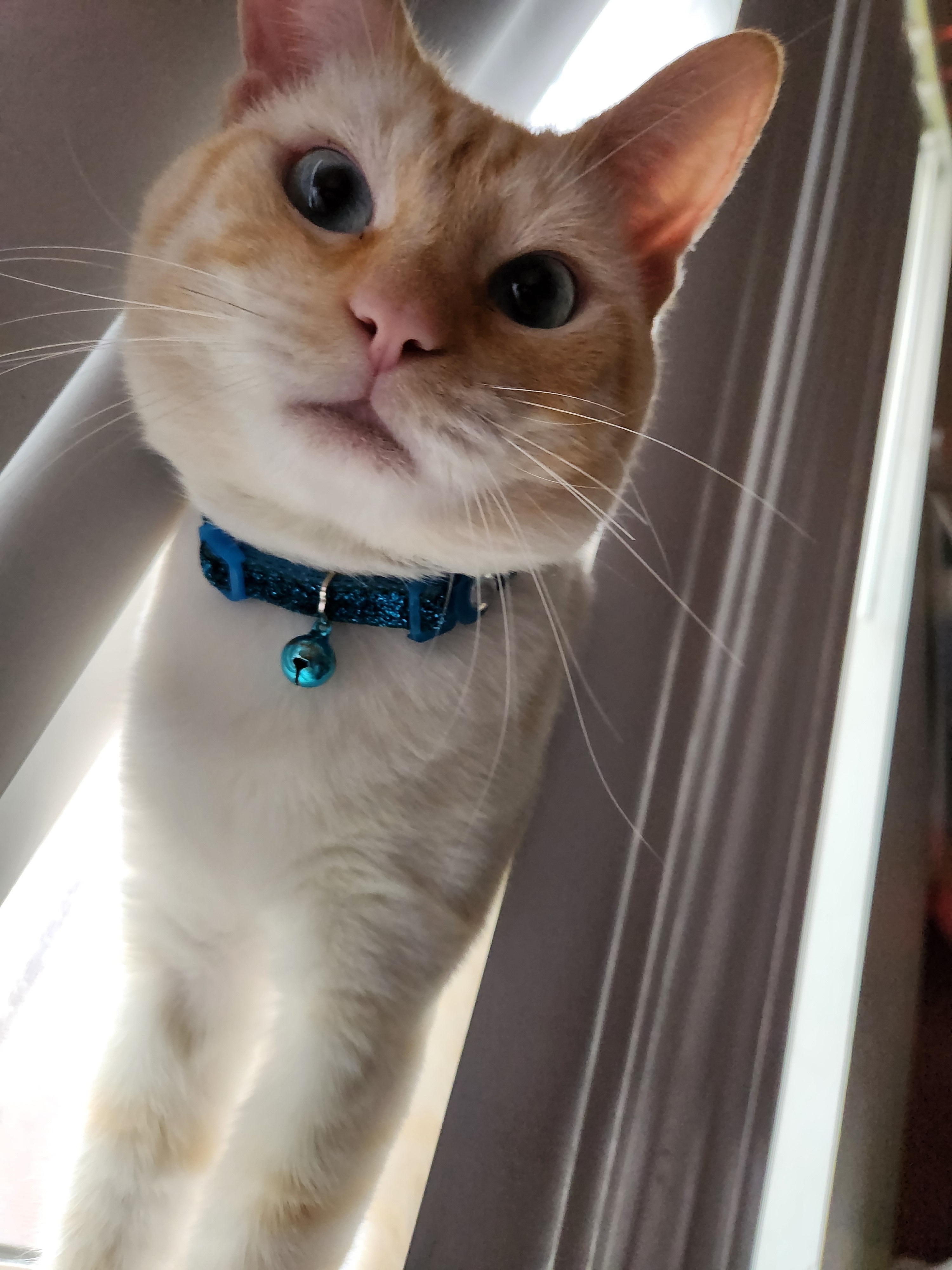 Help Find Our Lost Siamese Cat in Montclair!