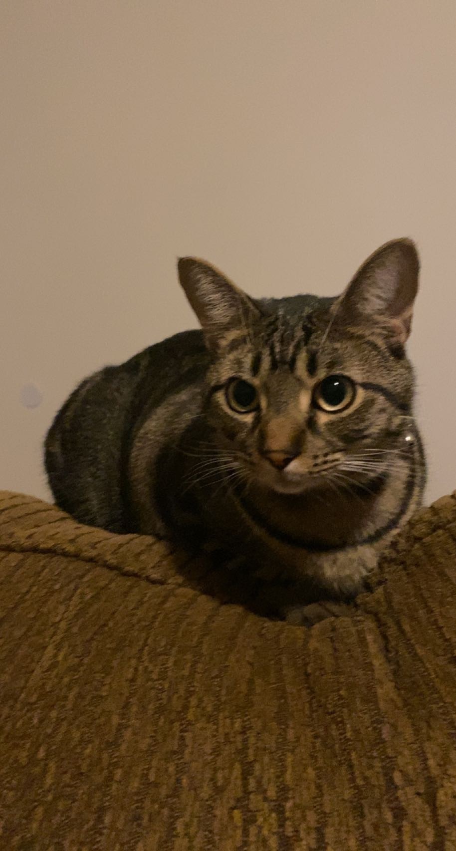 Lost Tabby Cat: Quiet & Shy in Oxford