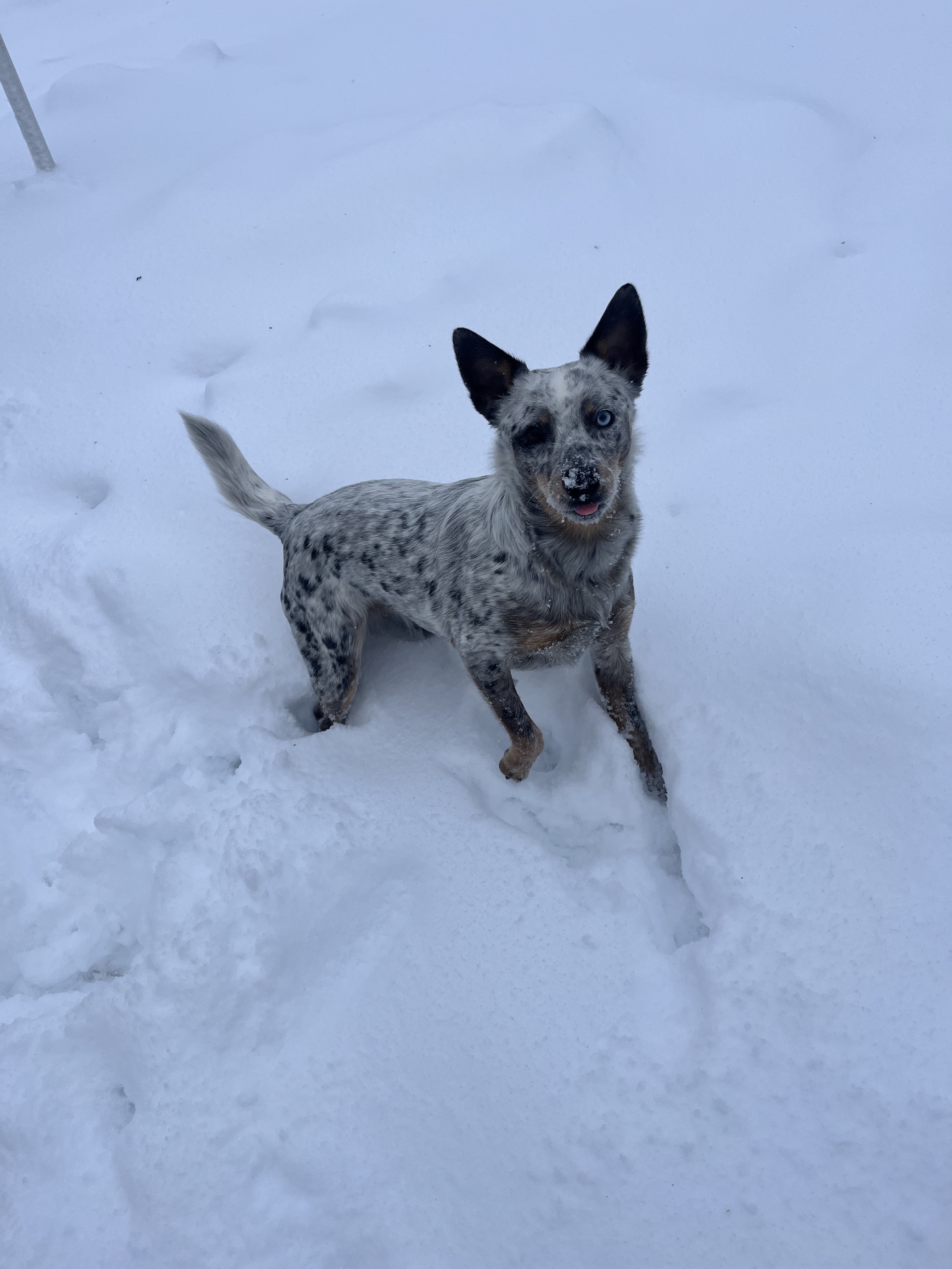 Lost Dog: Unique Eyes in Wyoming, MI