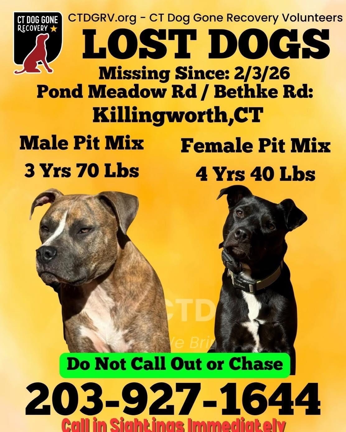 Lost: Friendly 4yo Black Pit Mix