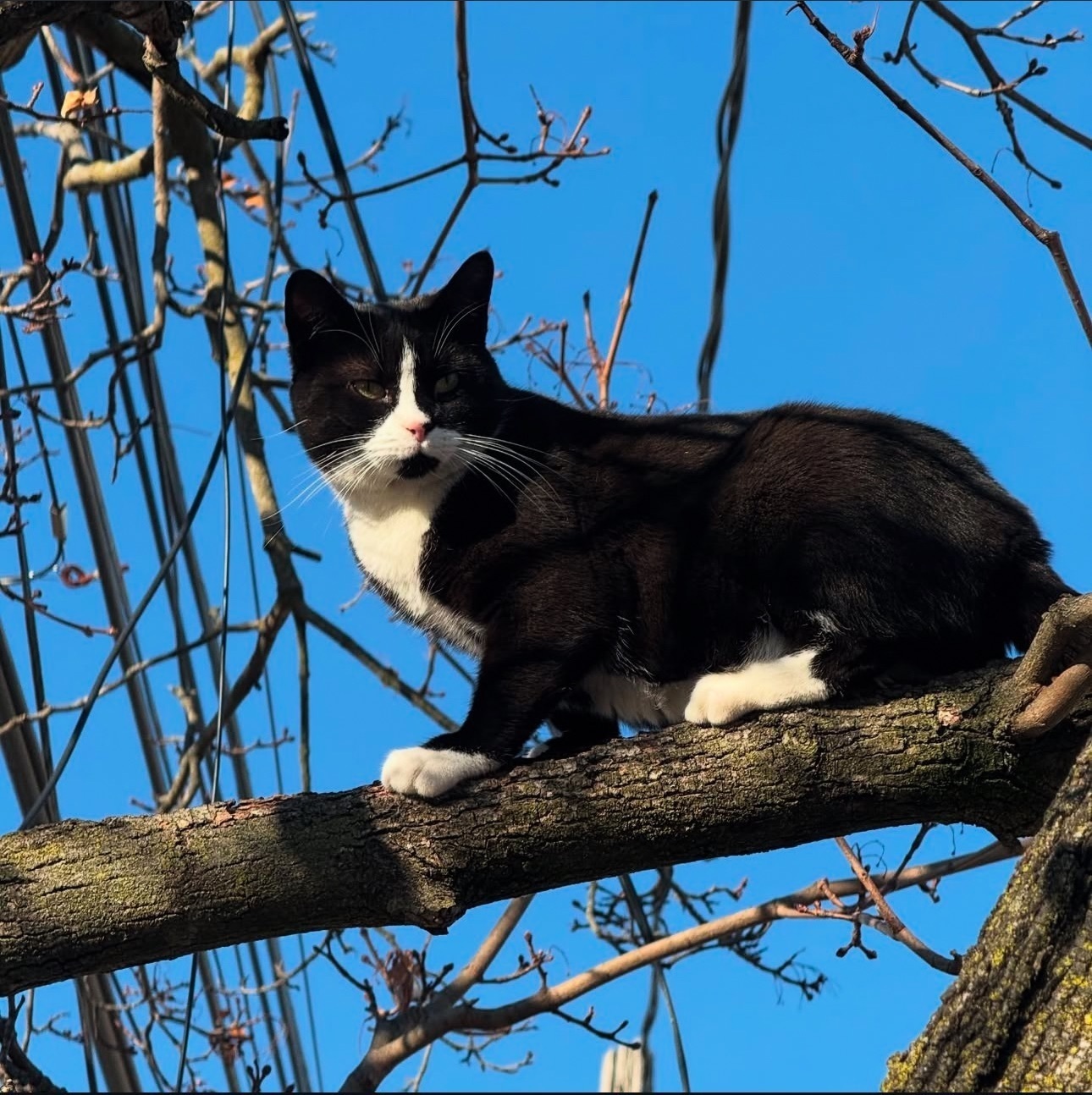 Lost Tuxedo Cat: Valley Stream, NY