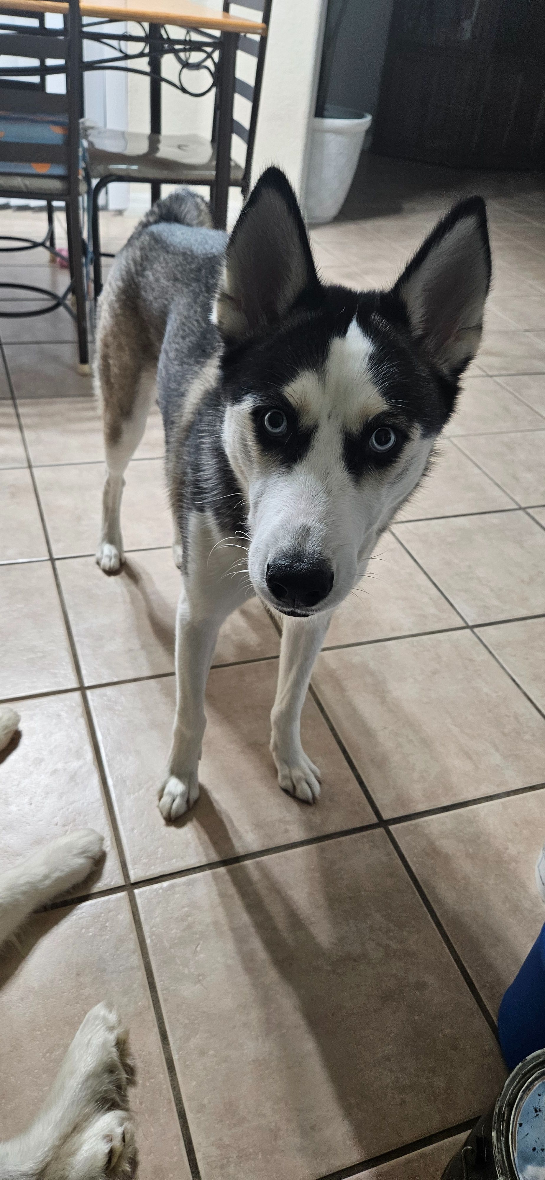 Lost Dog: Gray & White, Blue Eyes - FL