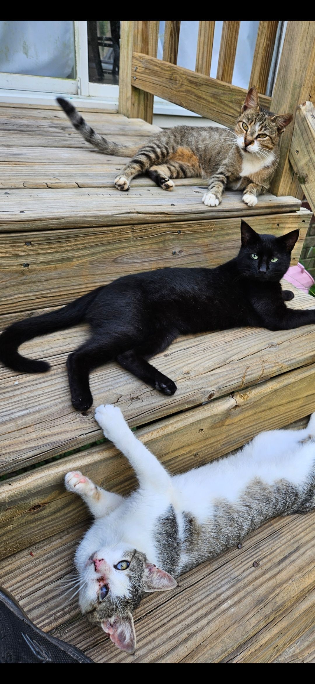 Help Find Our Missing Black Cat!