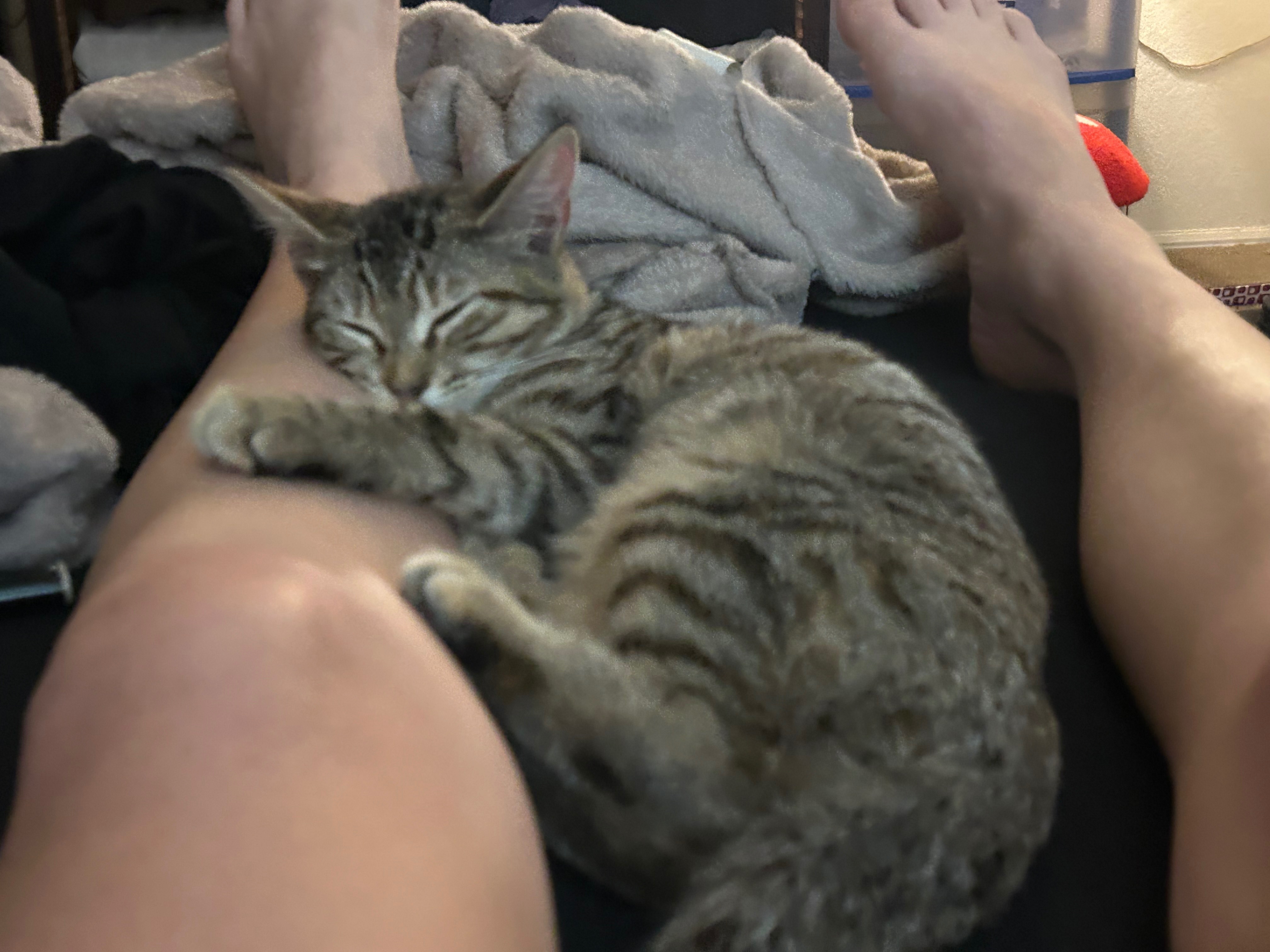 Lost Gray Cat: Shy, Sweet, Paradise Isle