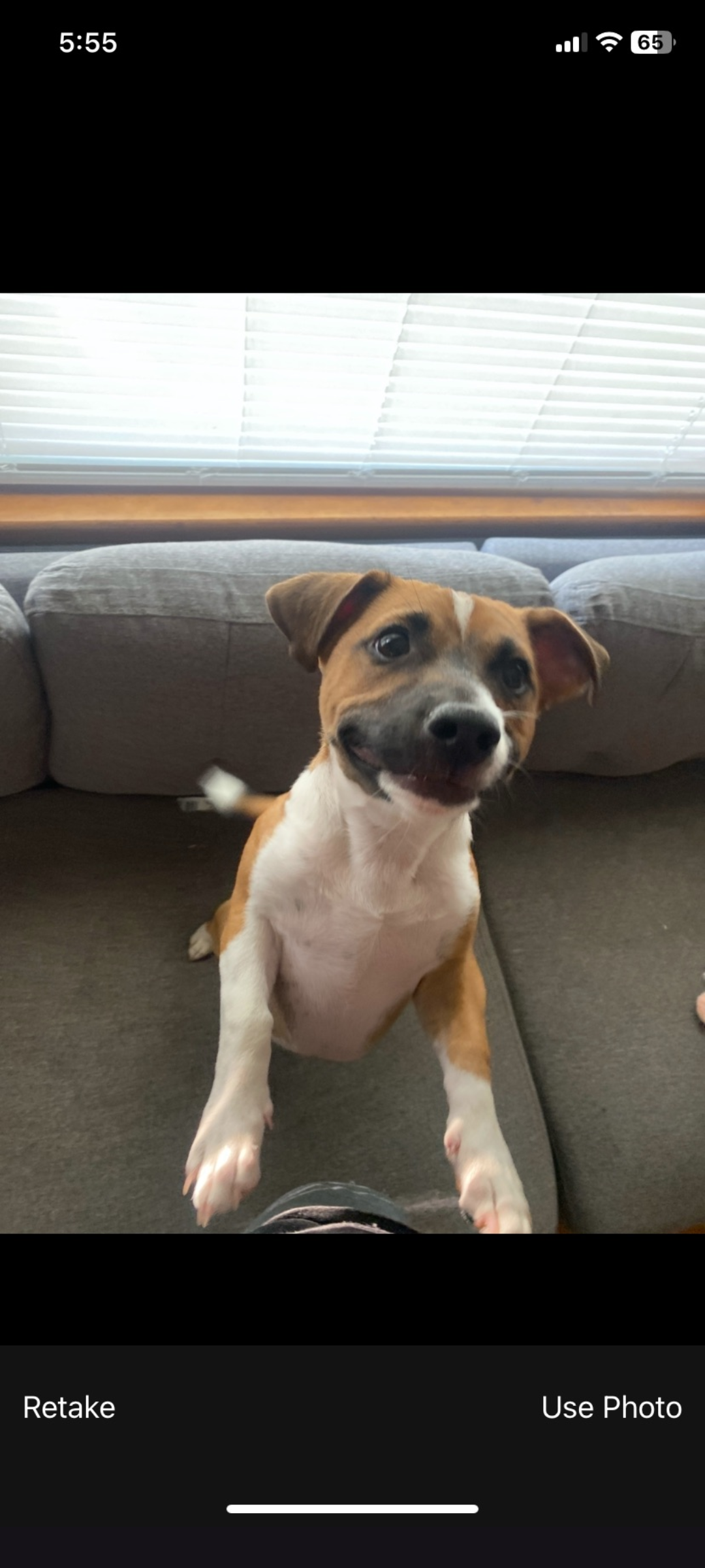 Help Find Kenzoe: Lost Jack Russell in PA