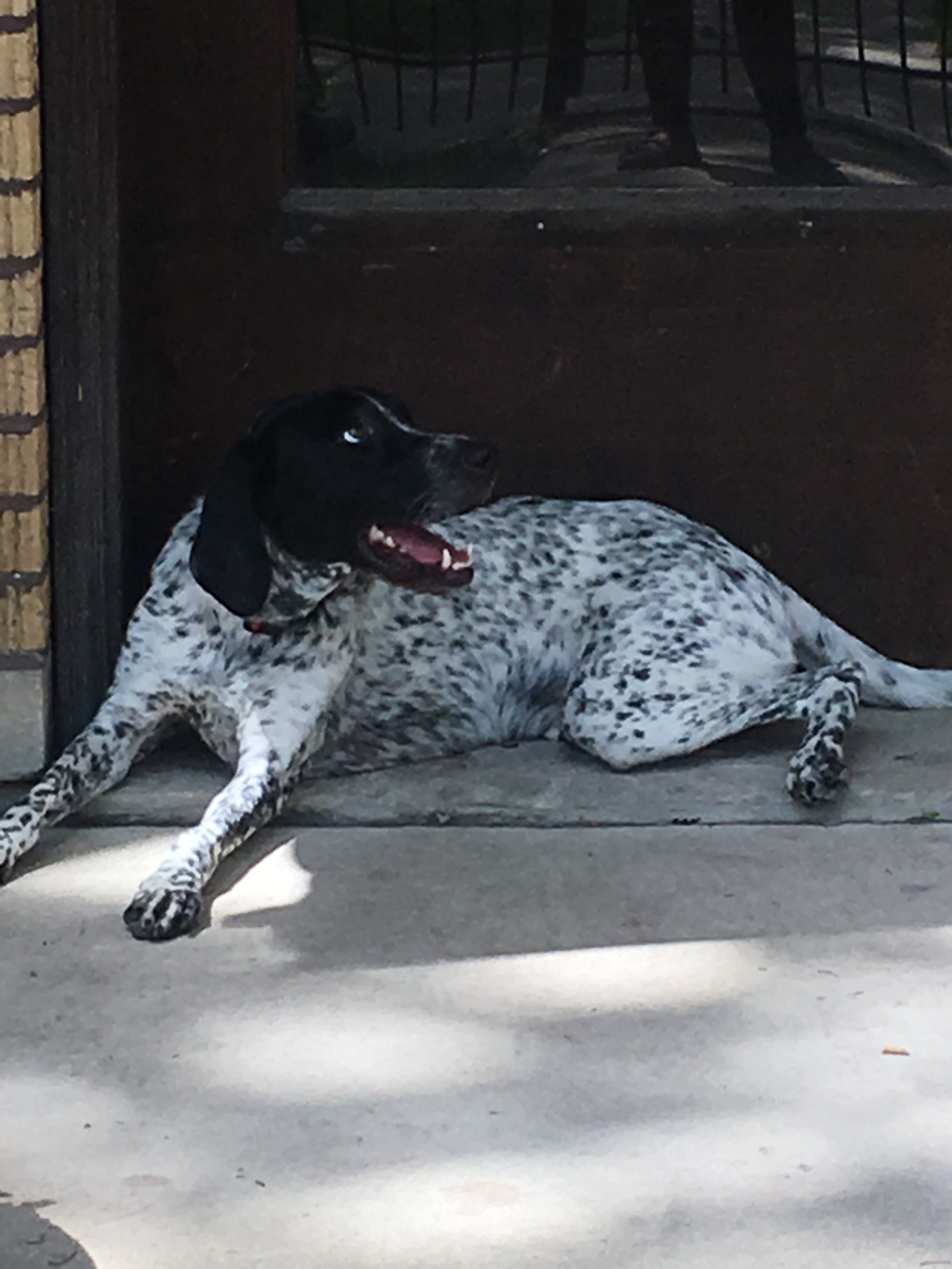 Lost: Energetic German Pointer in Chicago