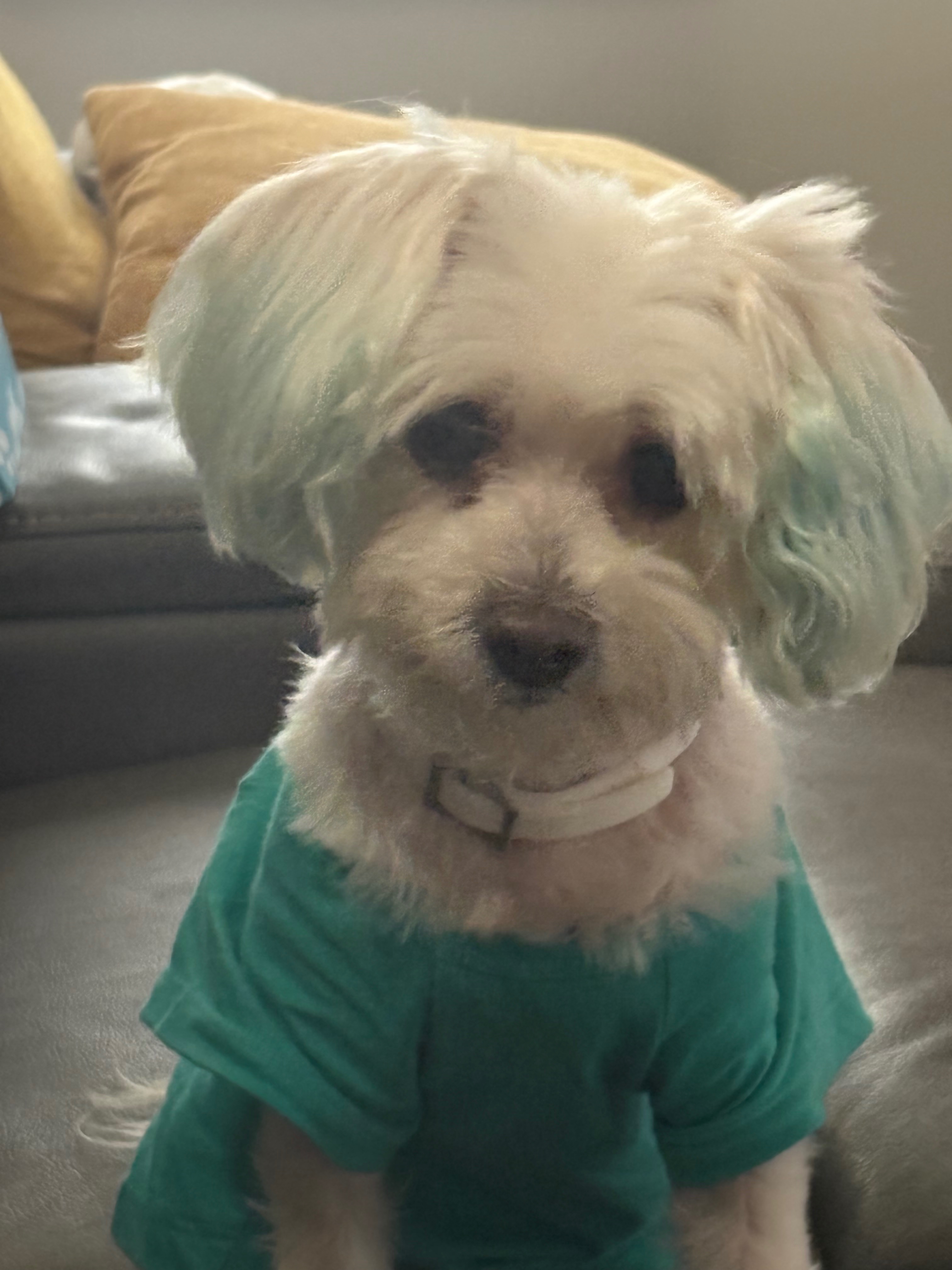 Lost White Dog: Flee Collar, Gary, WA