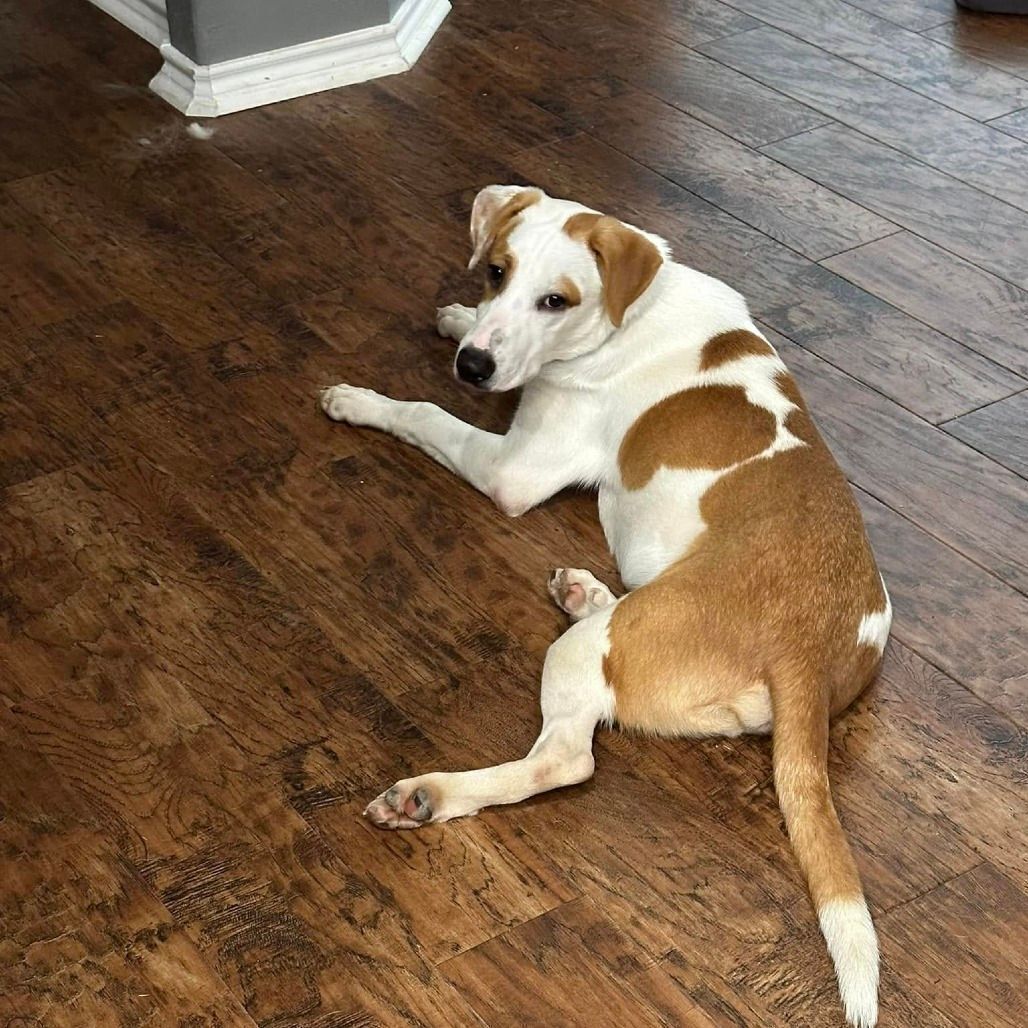 Lost Skittish Foxhound Near East Joppa Rd