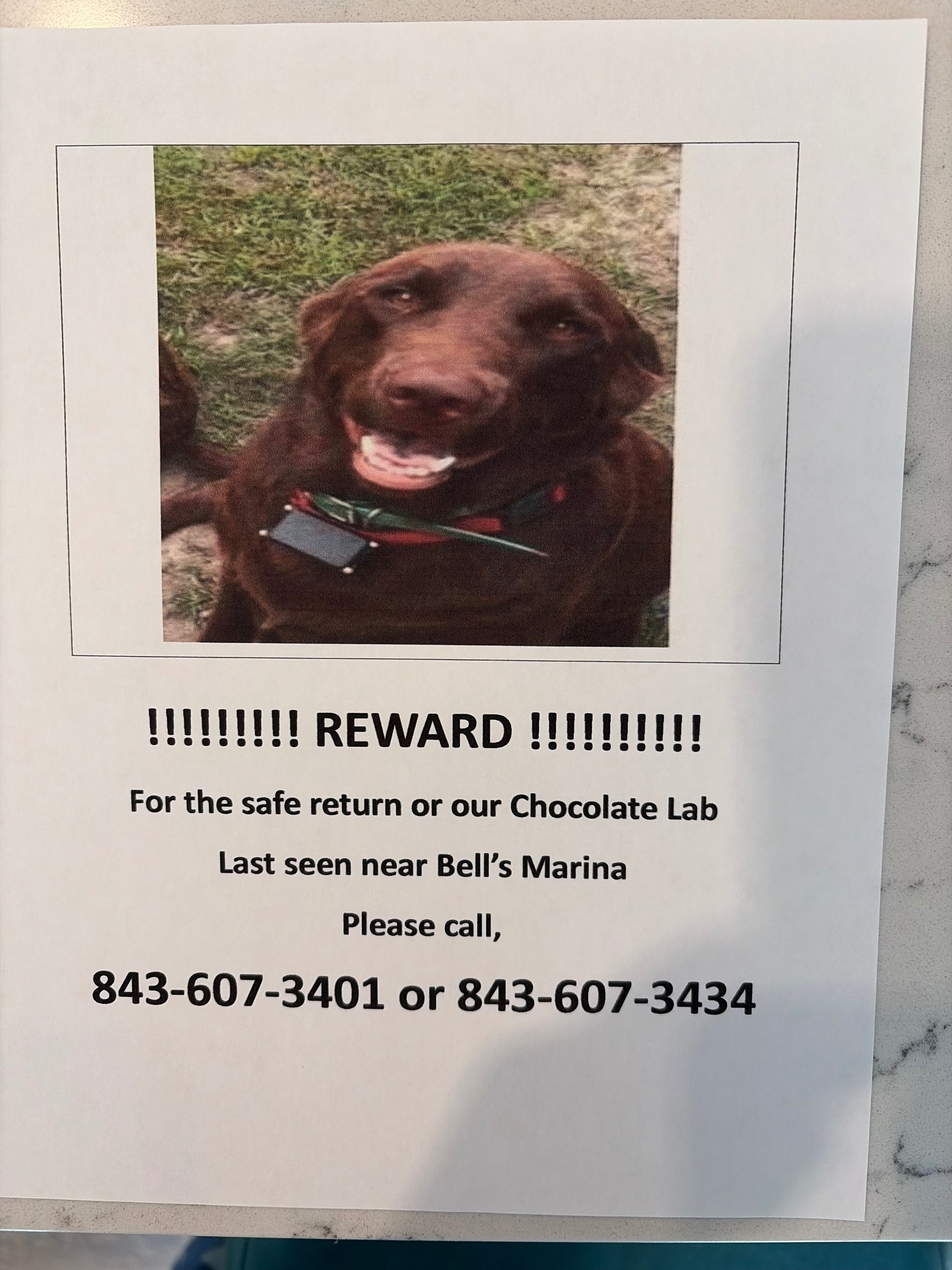 Lost Chocolate Lab: Reward Offered!
