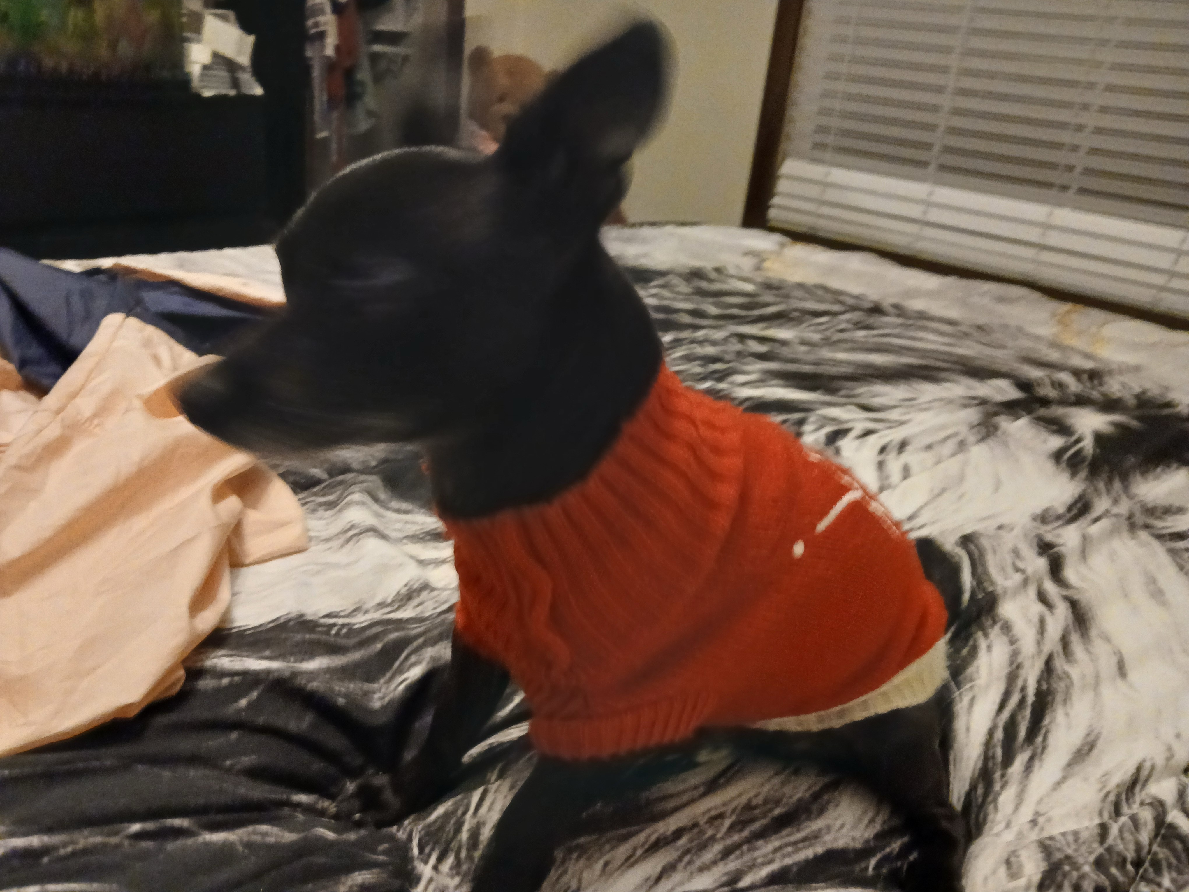 Lost Dog: Distinctive Toe, Blue/Red Collar