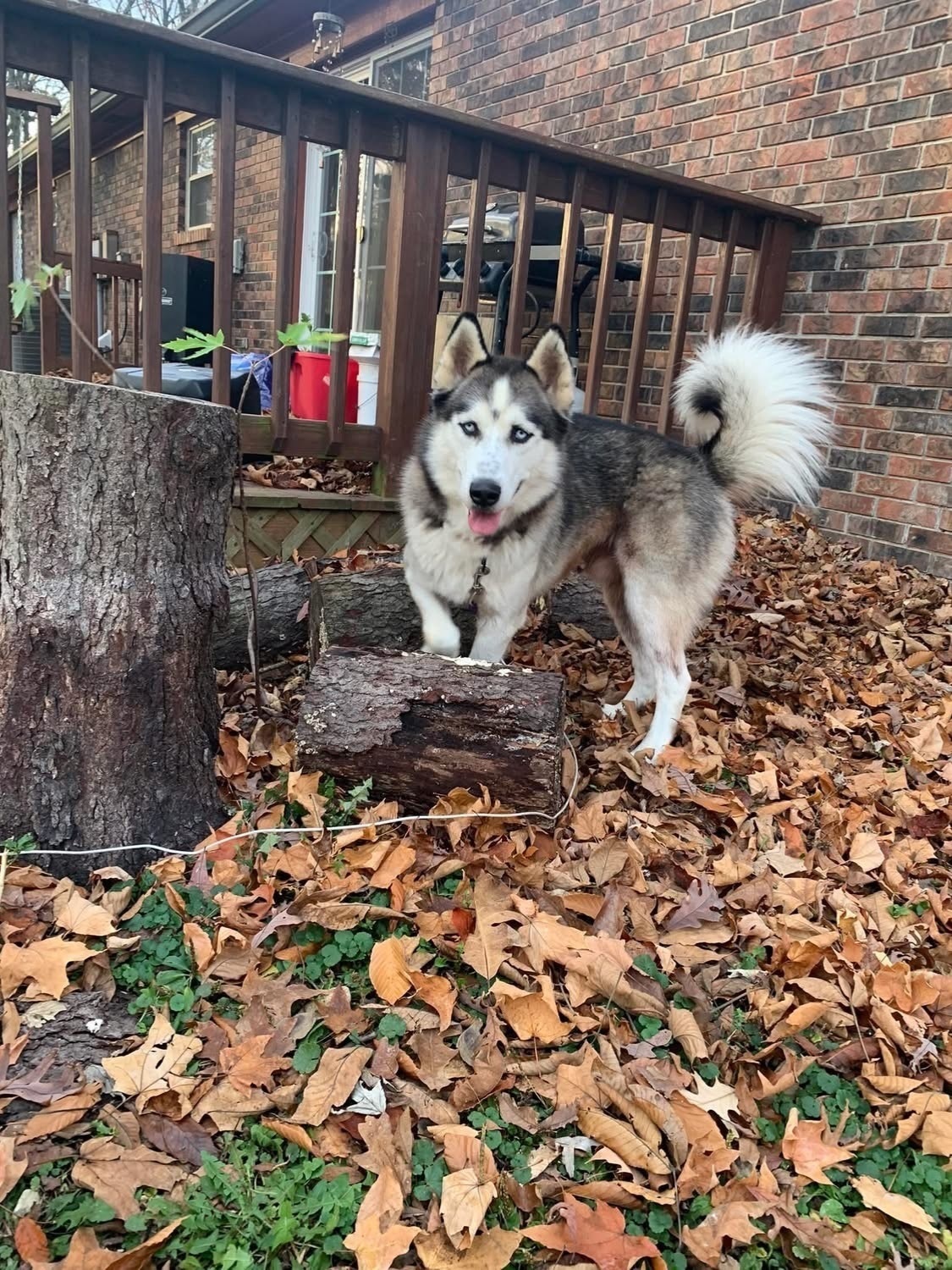 Lost Dog: Blue-Eyed Pup on Redfern Dr