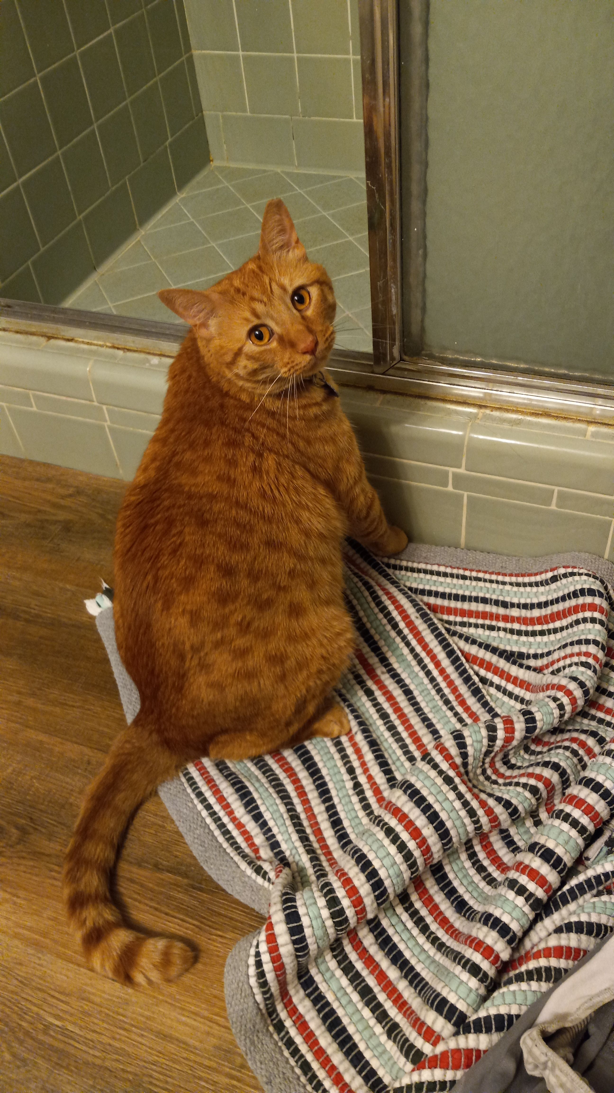 Lost: Friendly Orange Cat in Decatur