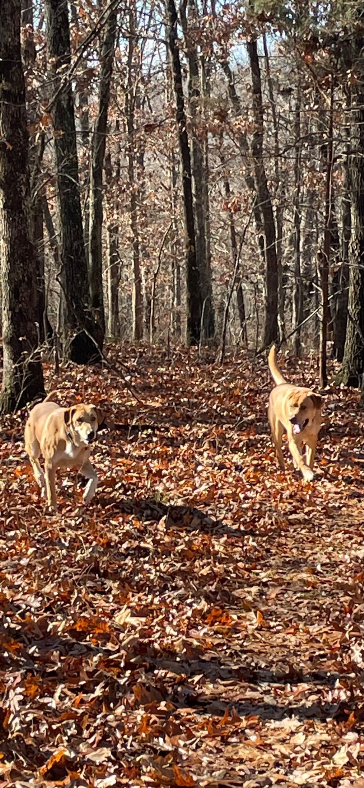 Missing Golden Retriever Mix i...