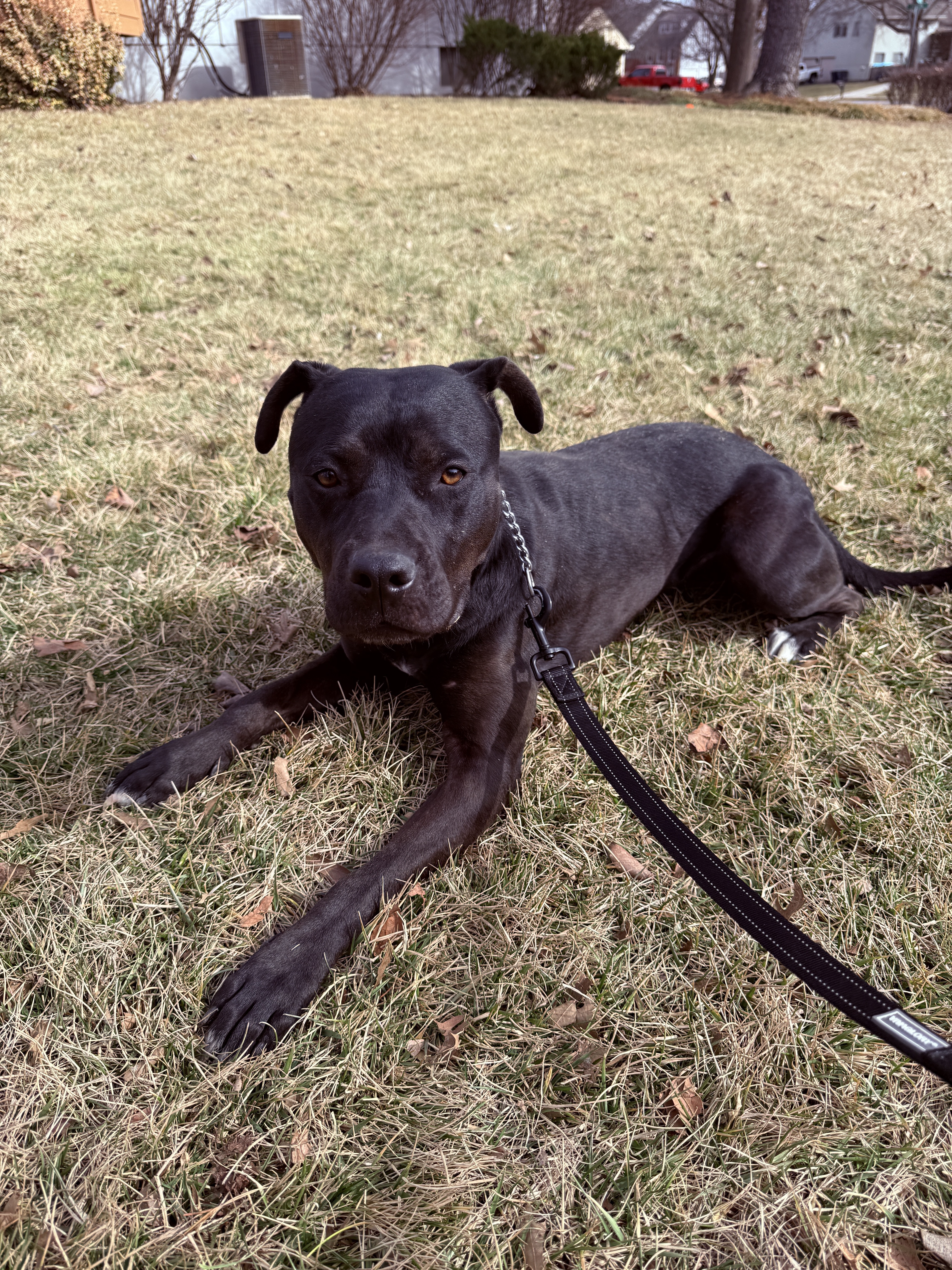 Found Dog: Help Reunite with L...