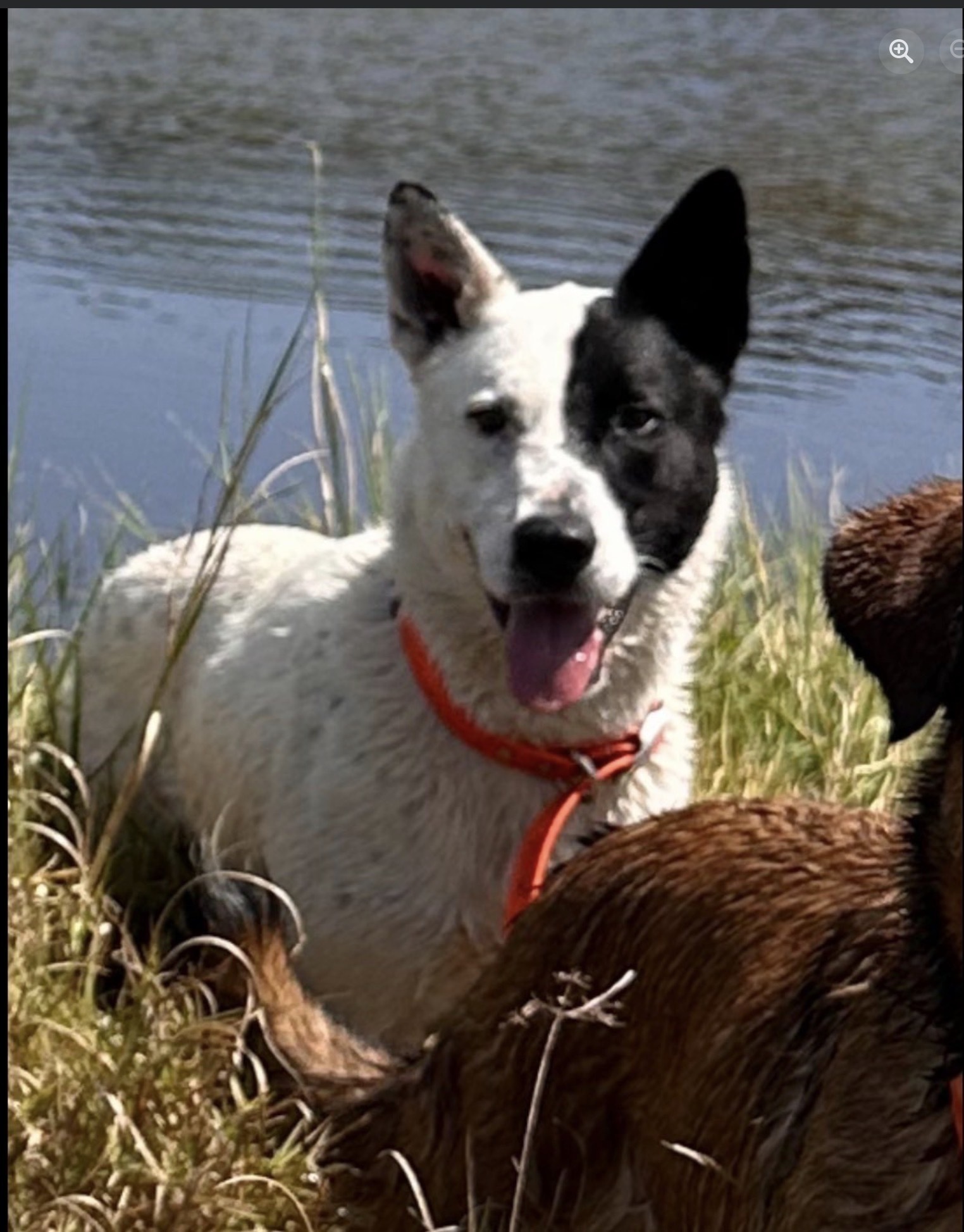 Help Find Frazier: Missing in Rossville, TN